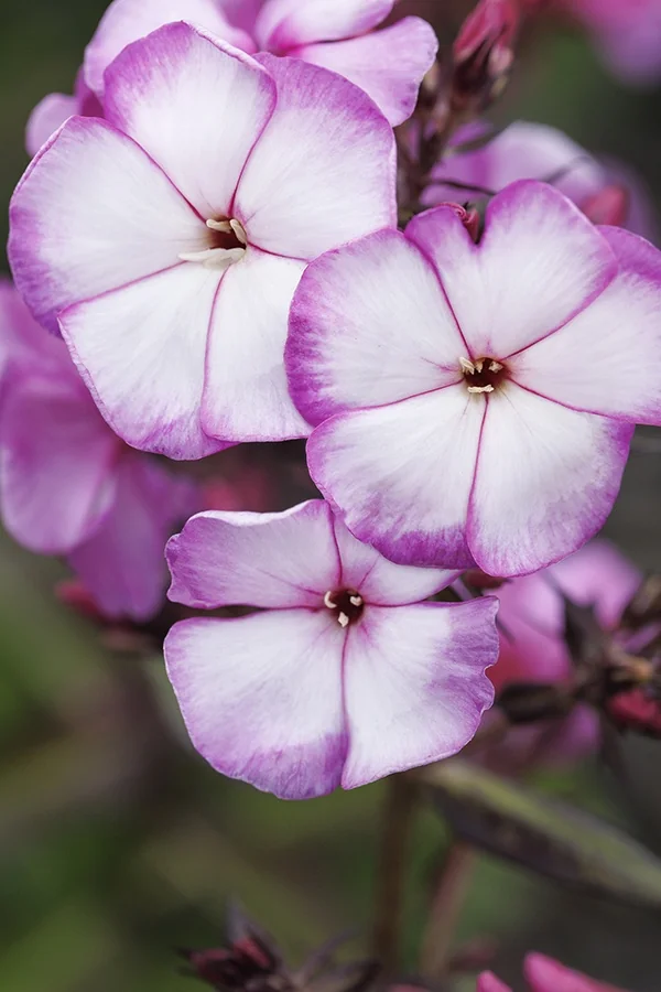 Sweet Summer® Fantasy™ Garden Phlox 2 Sweet Summer® Fantasy™ Garden Phlox