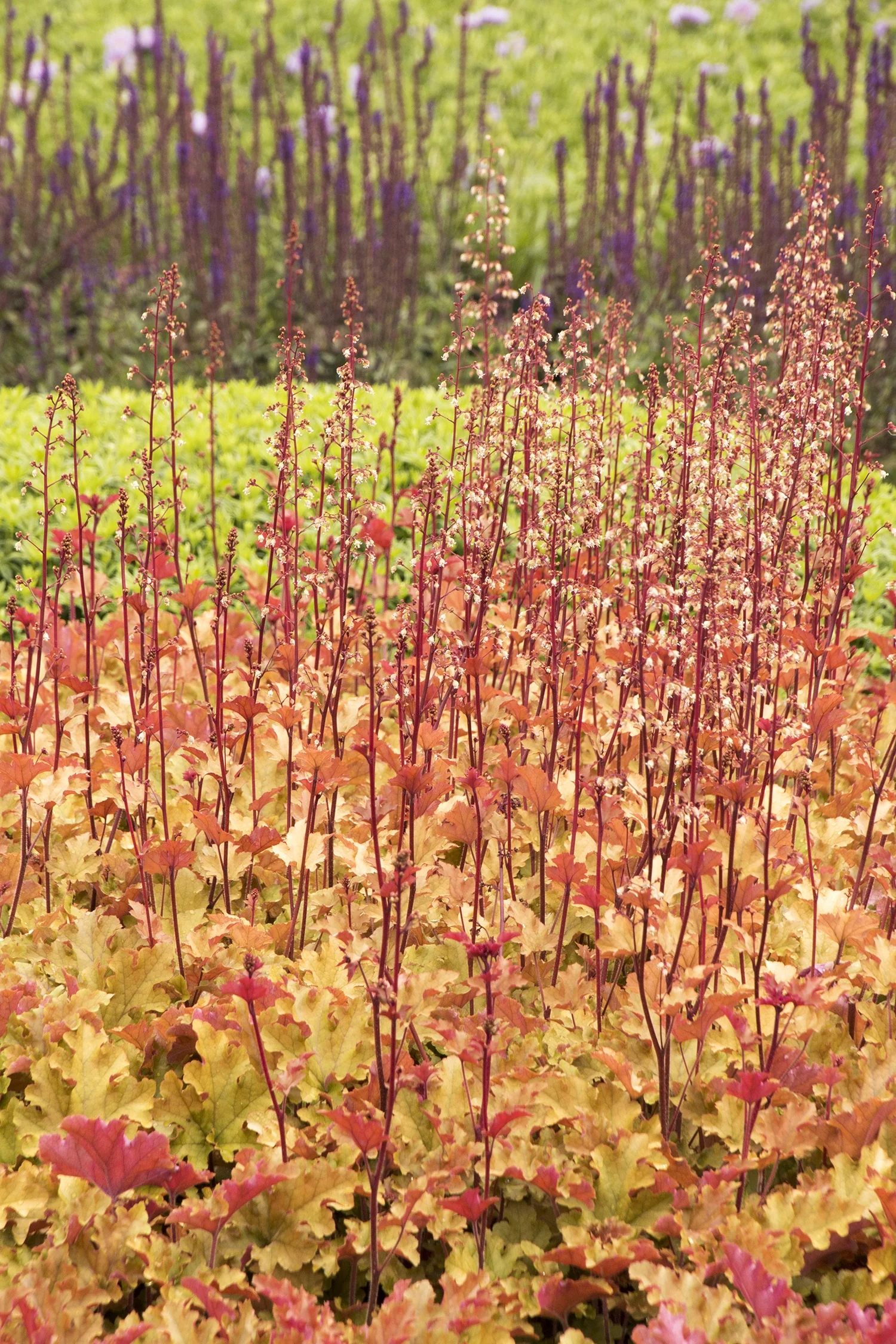 Marmalade Heuchera