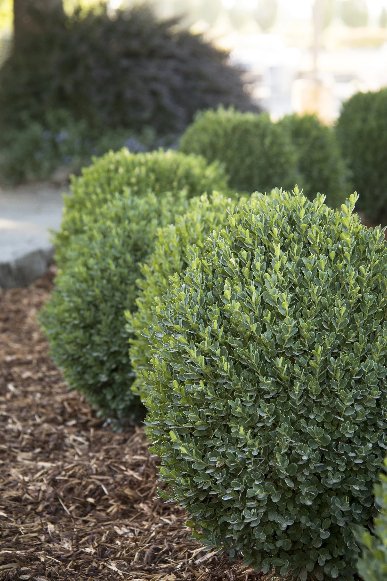 Petite Pillar® Dwarf Boxwood 1 Petite Pillar® Dwarf Boxwood