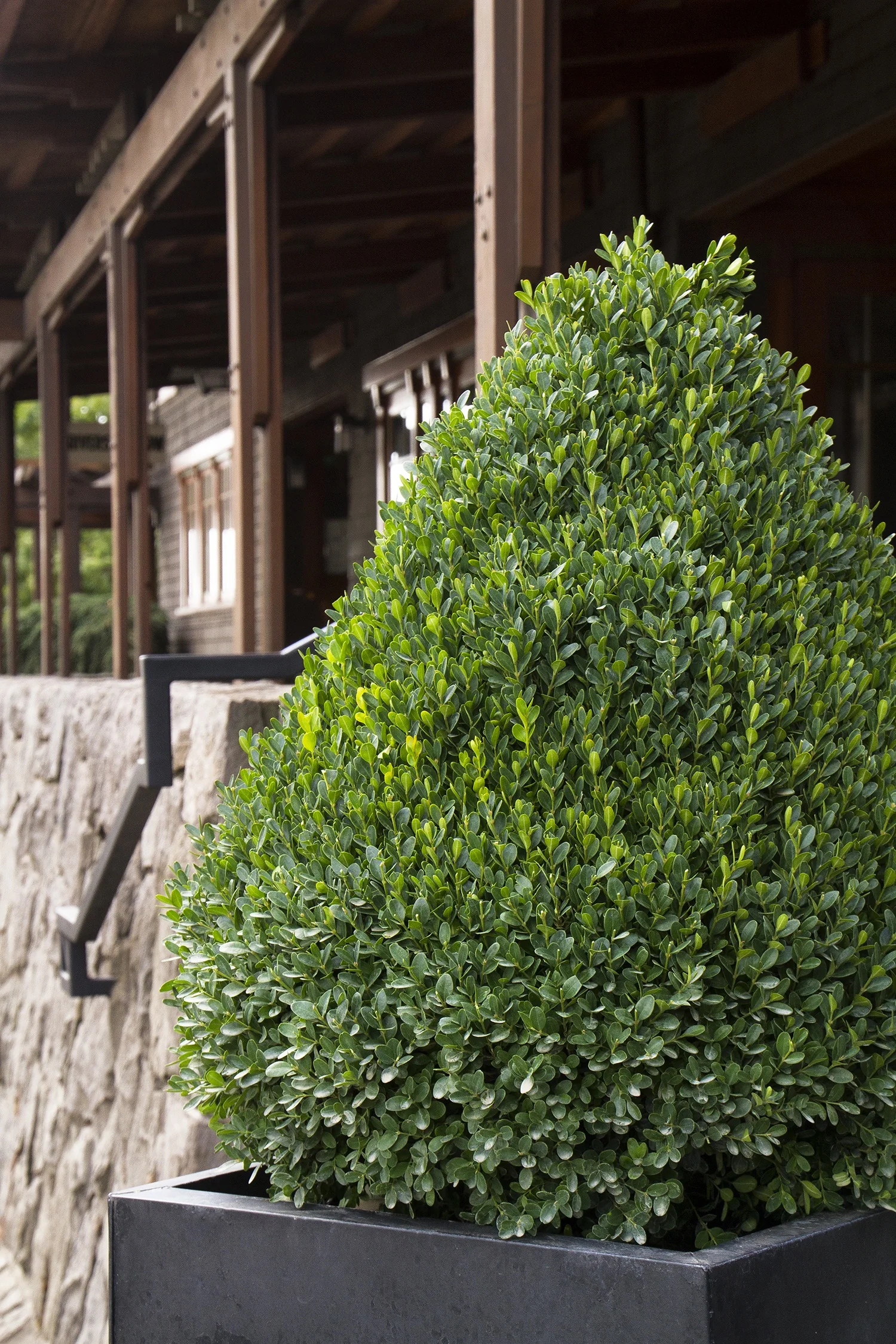 Petite Pillar® Dwarf Boxwood 2 Petite Pillar® Dwarf Boxwood