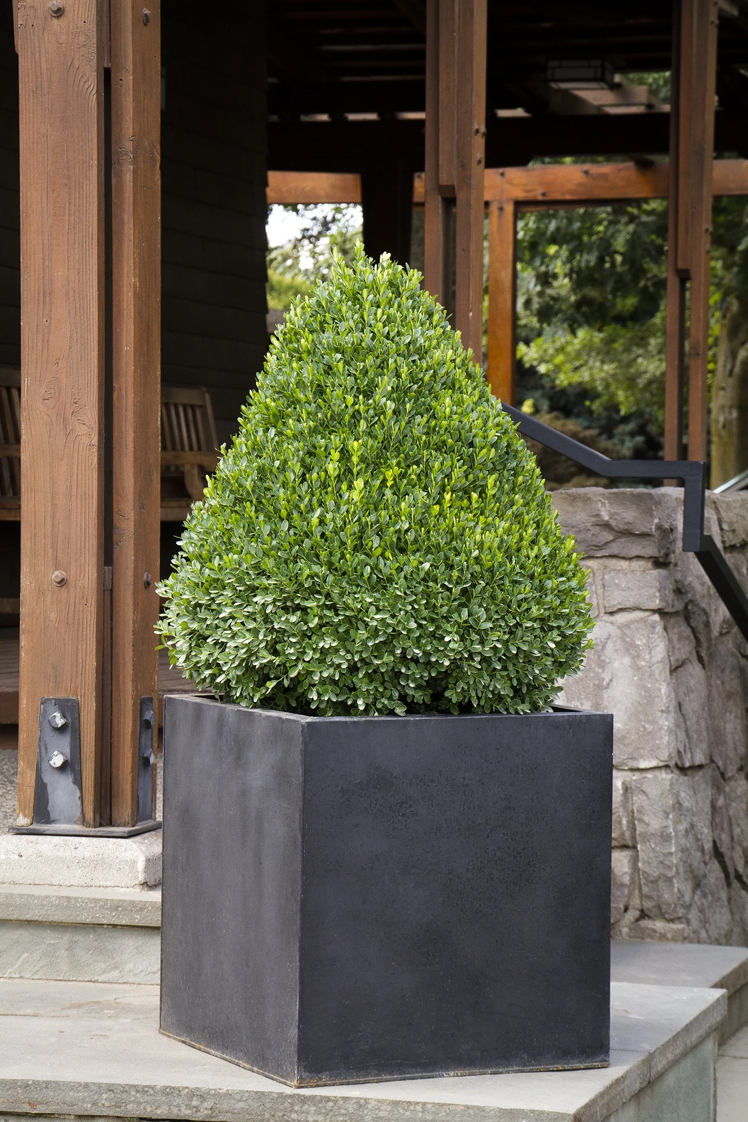 Petite Pillar® Dwarf Boxwood 3 Petite Pillar® Dwarf Boxwood