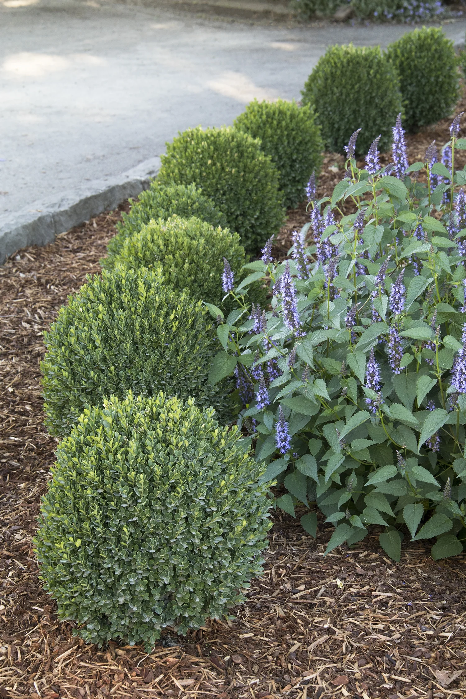 Petite Pillar® Dwarf Boxwood 4 Petite Pillar® Dwarf Boxwood
