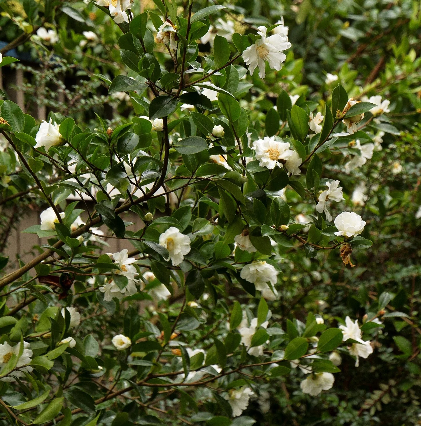 Winter's Snowman Ice Angels® Camellia