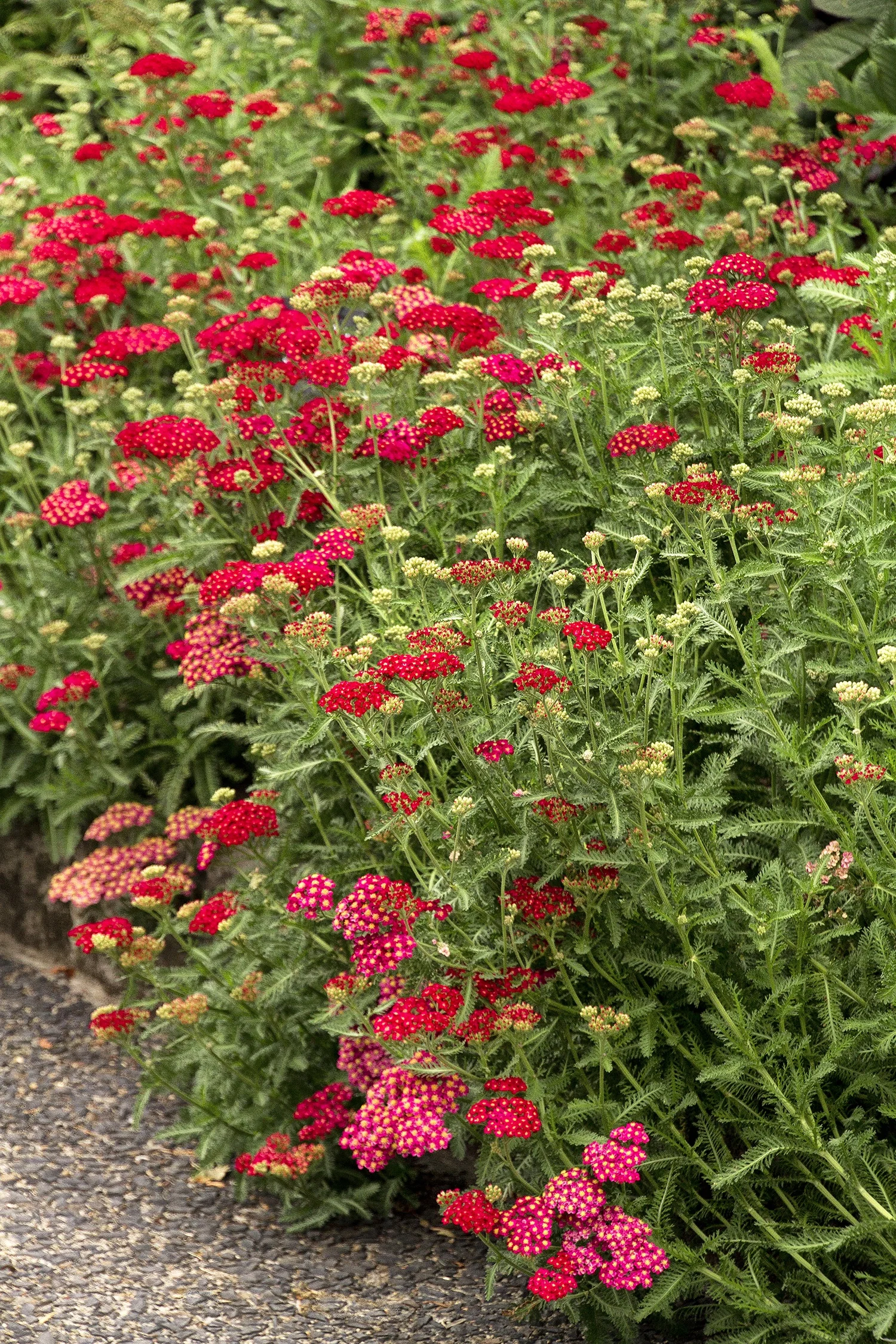 Red Velvet Yarrow 7 Red Velvet Yarrow