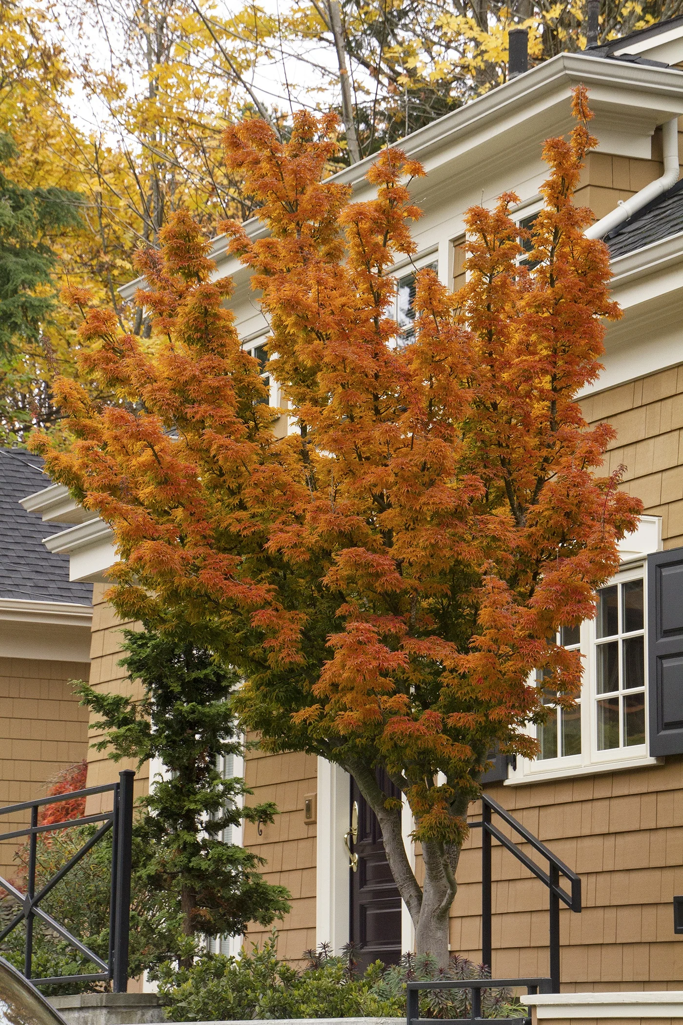 Shishigashira Japanese Maple