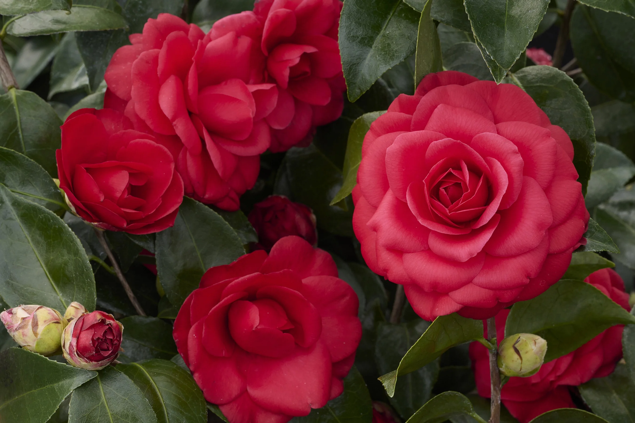 Tom Knudsen Camellia 1 Tom Knudsen Camellia