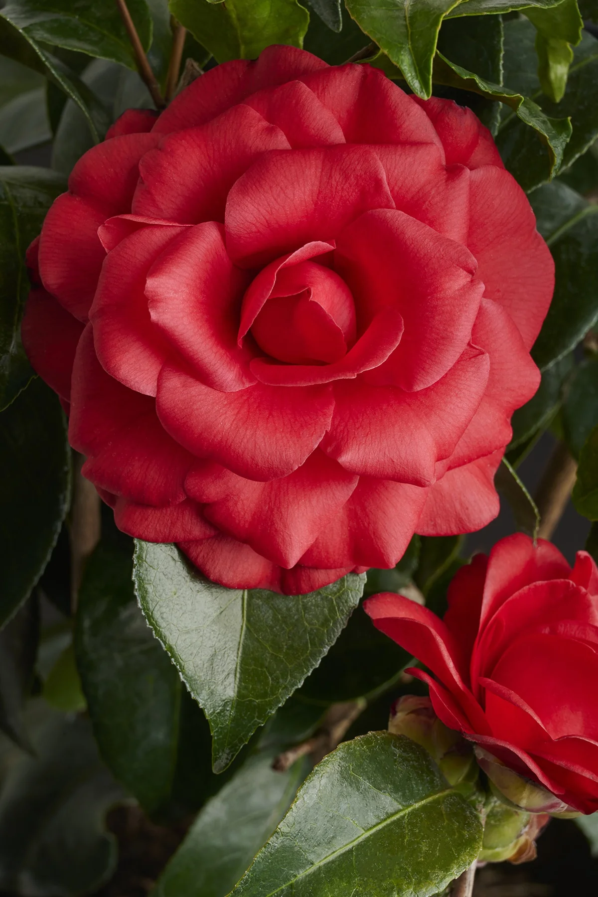 Tom Knudsen Camellia 2 Tom Knudsen Camellia