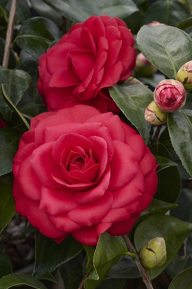 Tom Knudsen Camellia 3 Tom Knudsen Camellia