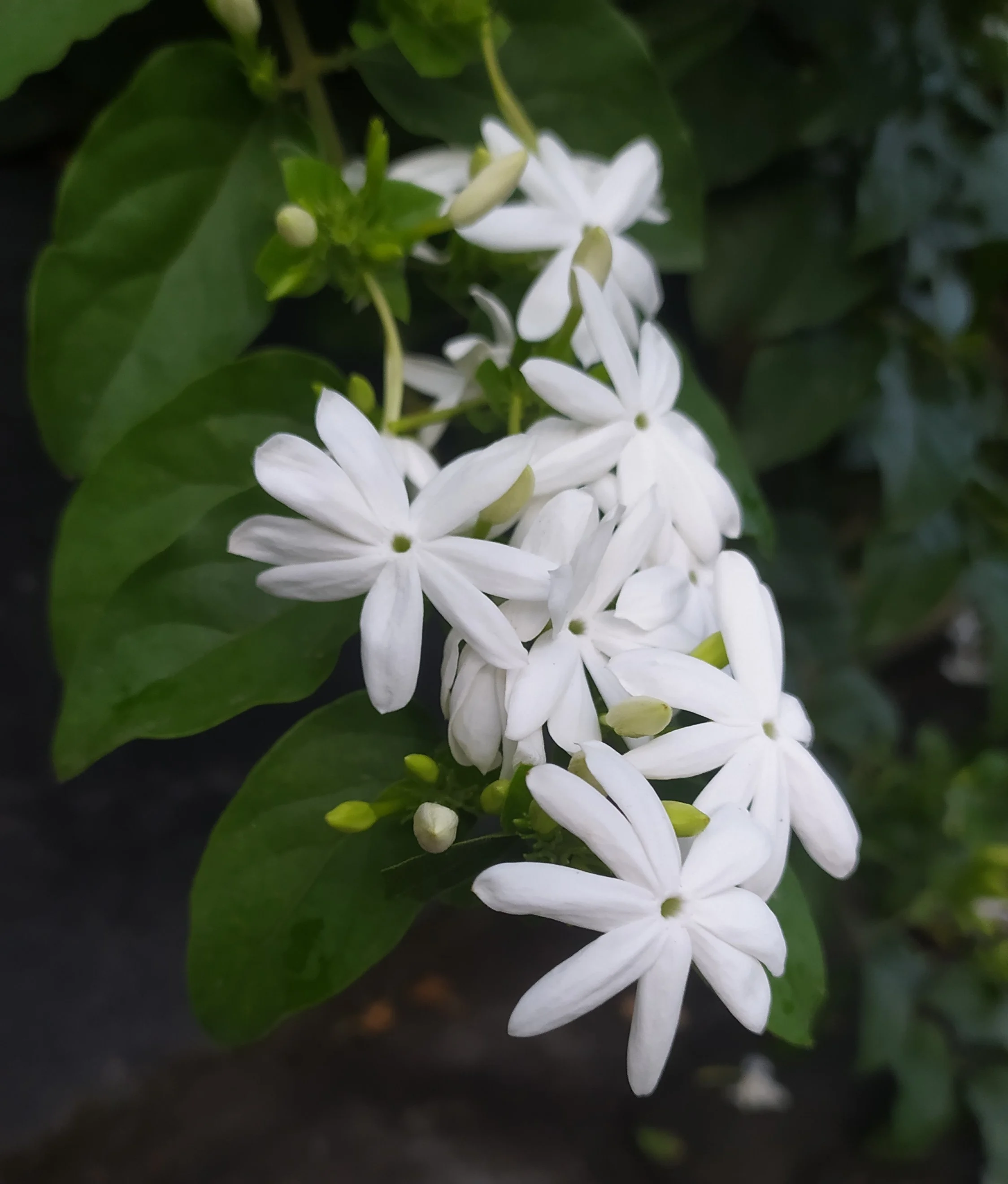South African Jasmine 6 South African Jasmine