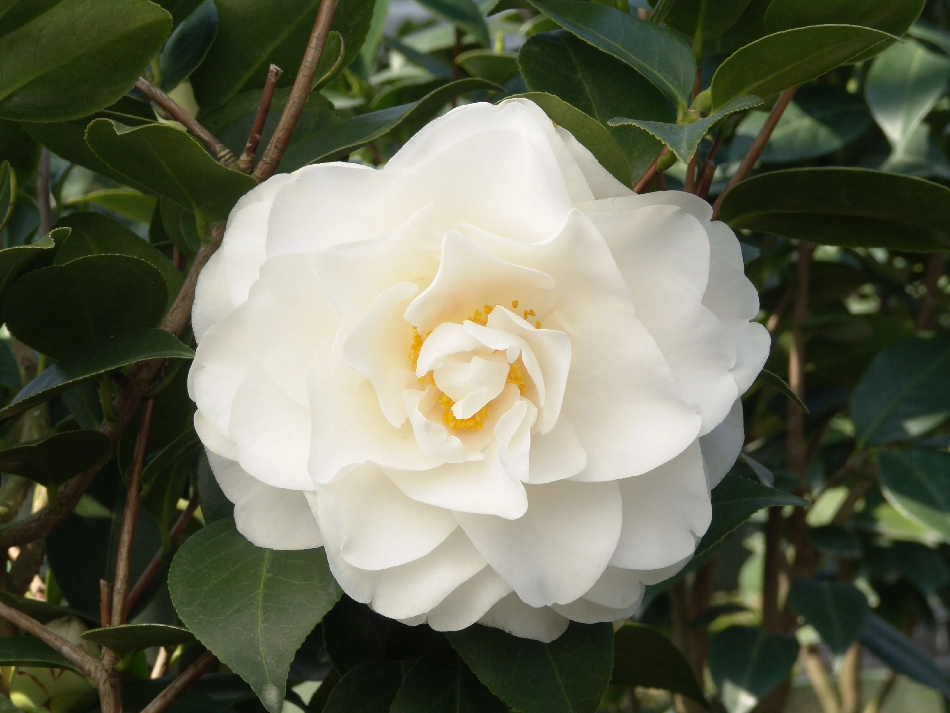 Swan Lake® Camellia