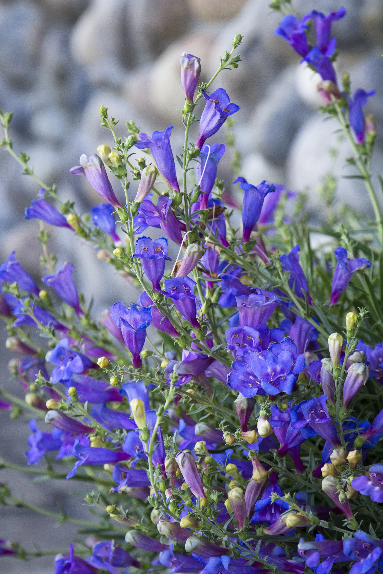 Margarita BOP Beardtongue
