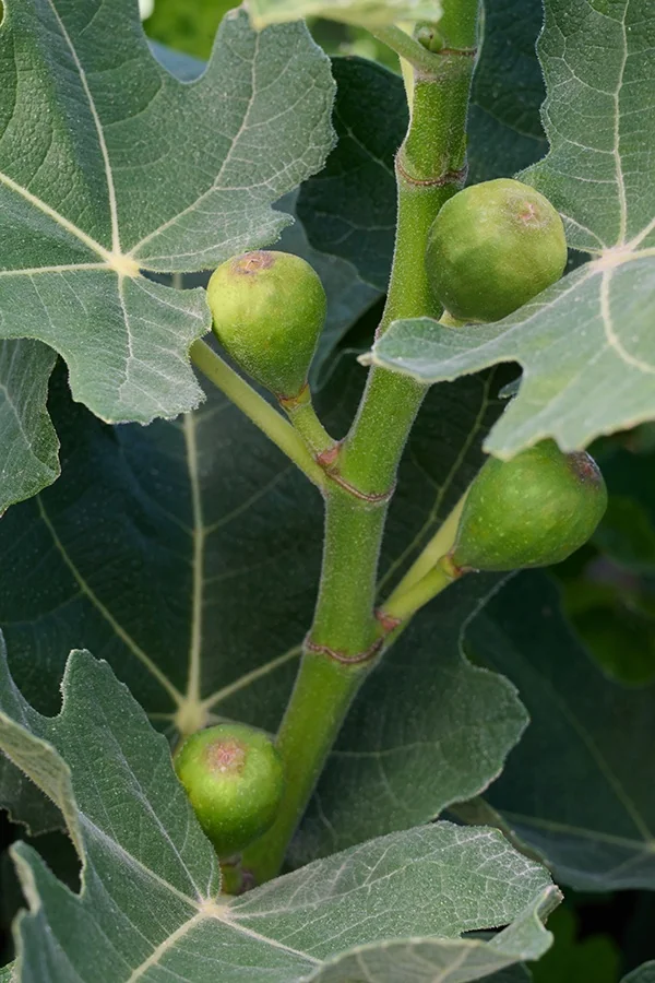 Fignomenal® Dwarf Fig 6 Fignomenal® Dwarf Fig