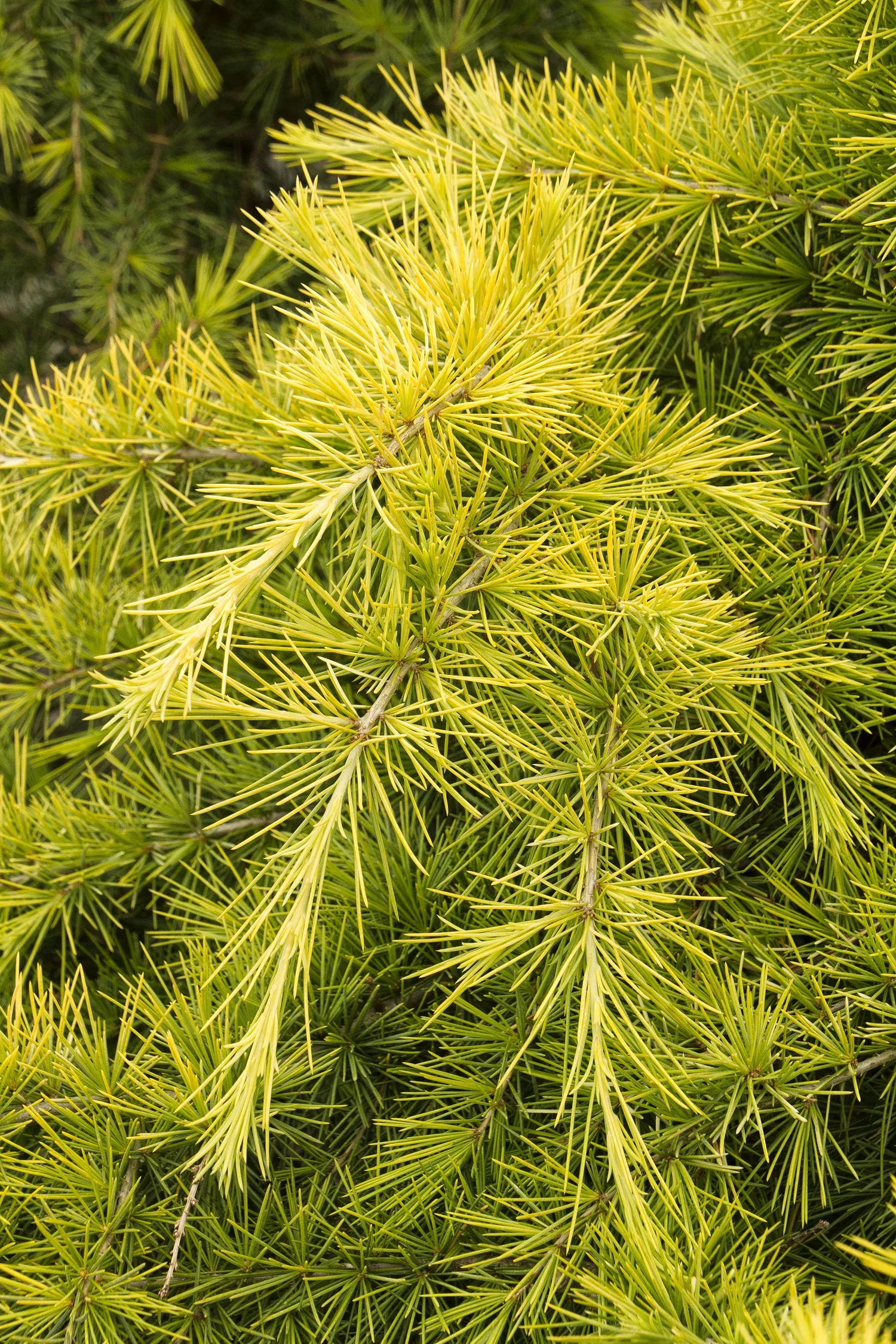 Feelin' Sunny® Deodar Cedar 2 Feelin' Sunny® Deodar Cedar