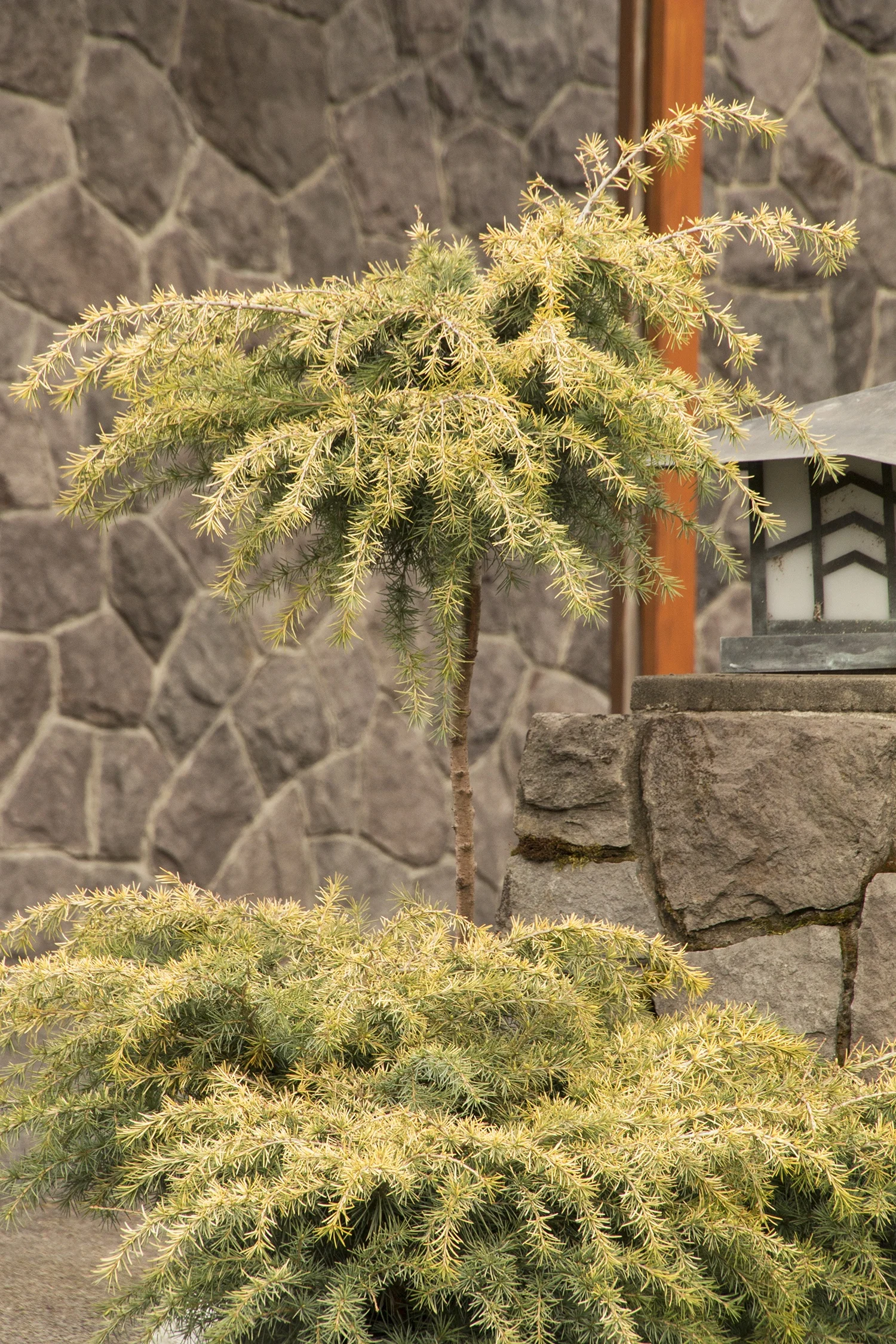 Feelin' Sunny® Deodar Cedar 3 Feelin' Sunny® Deodar Cedar