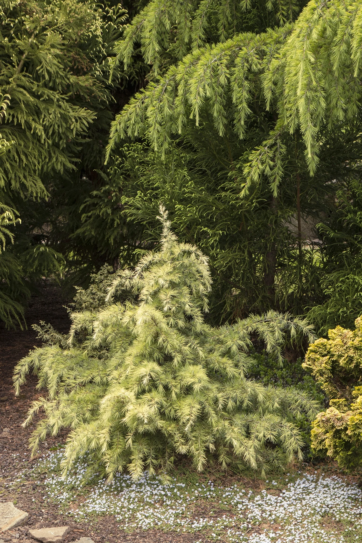 Feelin' Sunny® Deodar Cedar 4 Feelin' Sunny® Deodar Cedar