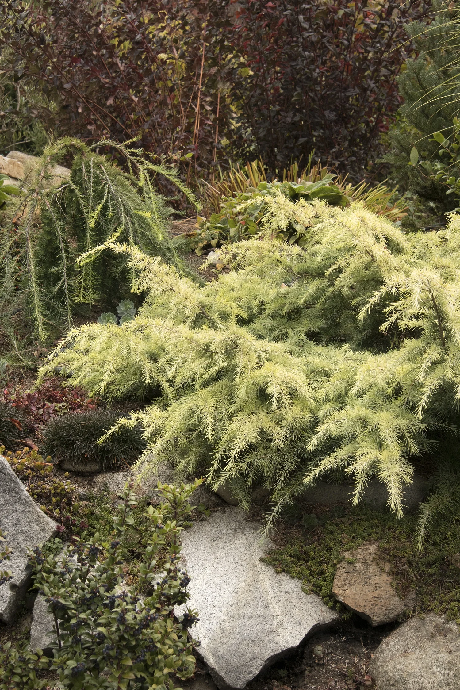 Feelin' Sunny® Deodar Cedar 5 Feelin' Sunny® Deodar Cedar