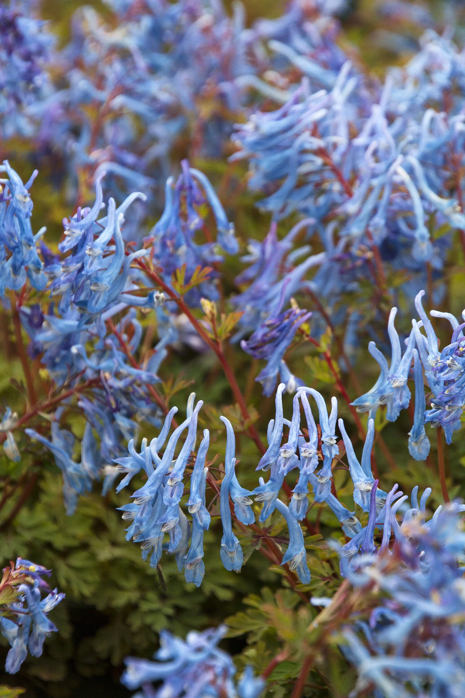 China Blue Corydalis