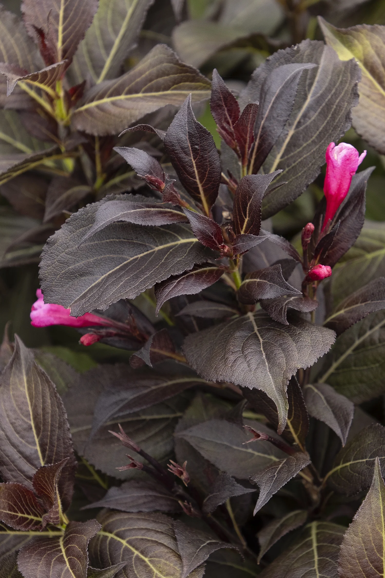 Coco Chill™ Weigela