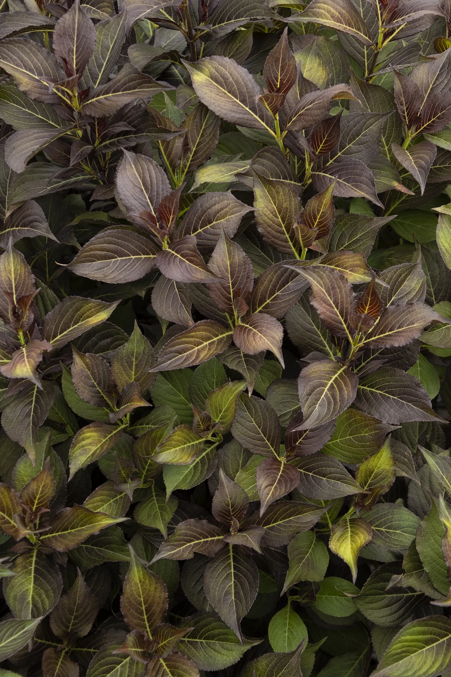 Coco Chill™ Weigela