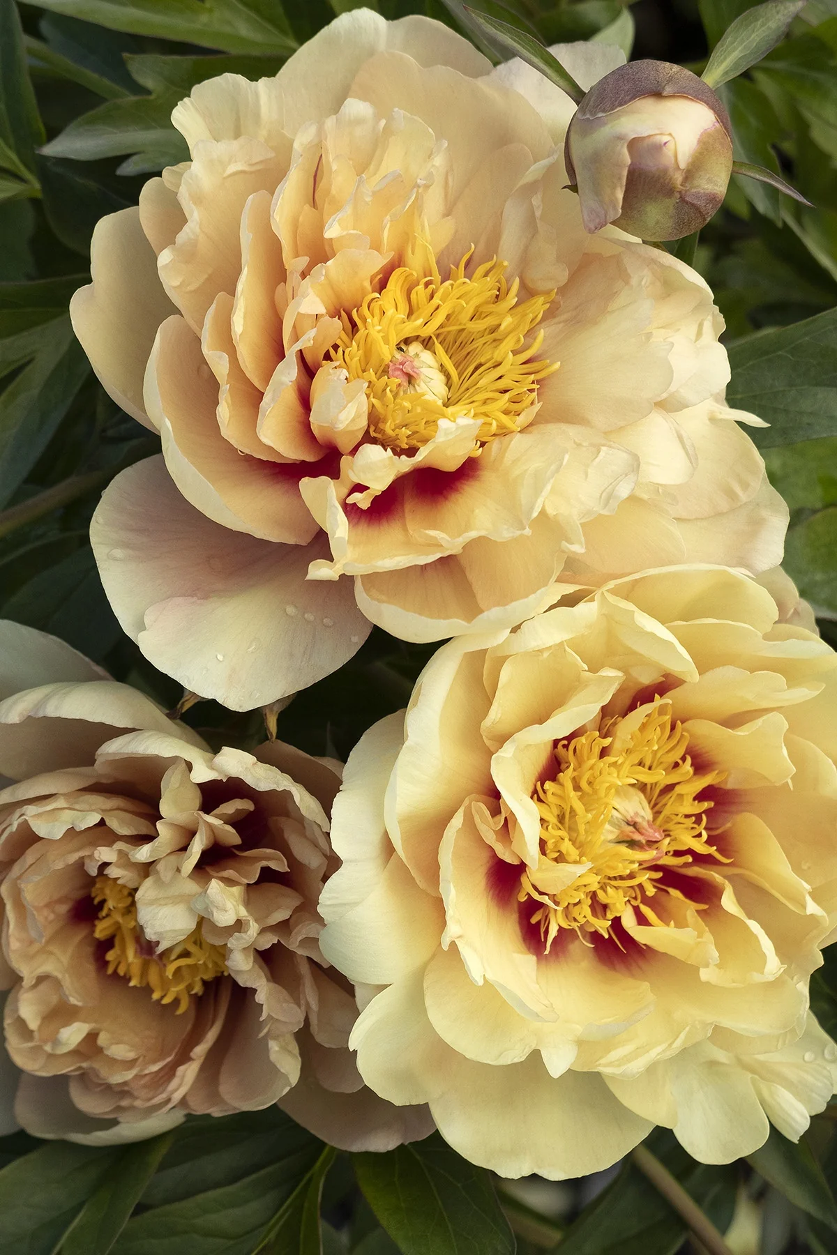 Misaka™ (Beautiful Blossom) Itoh Peony 1 Misaka™ (Beautiful Blossom) Itoh Peony