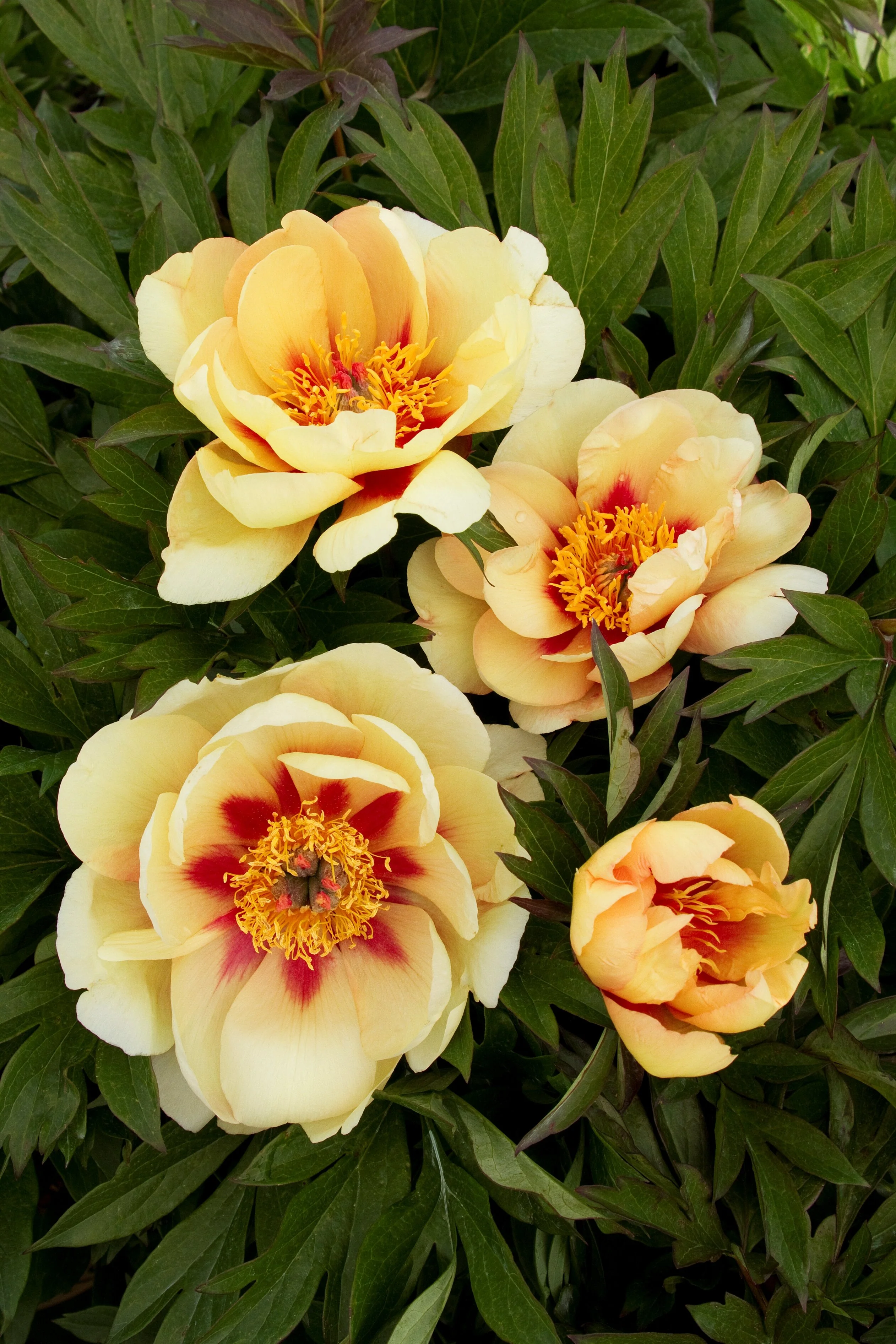 Misaka™ (Beautiful Blossom) Itoh Peony 2 Misaka™ (Beautiful Blossom) Itoh Peony