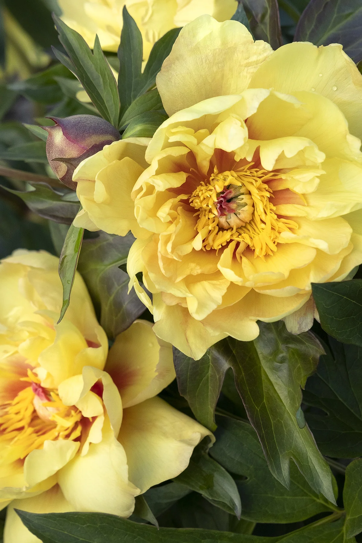 Misaka™ (Beautiful Blossom) Itoh Peony 4 Misaka™ (Beautiful Blossom) Itoh Peony