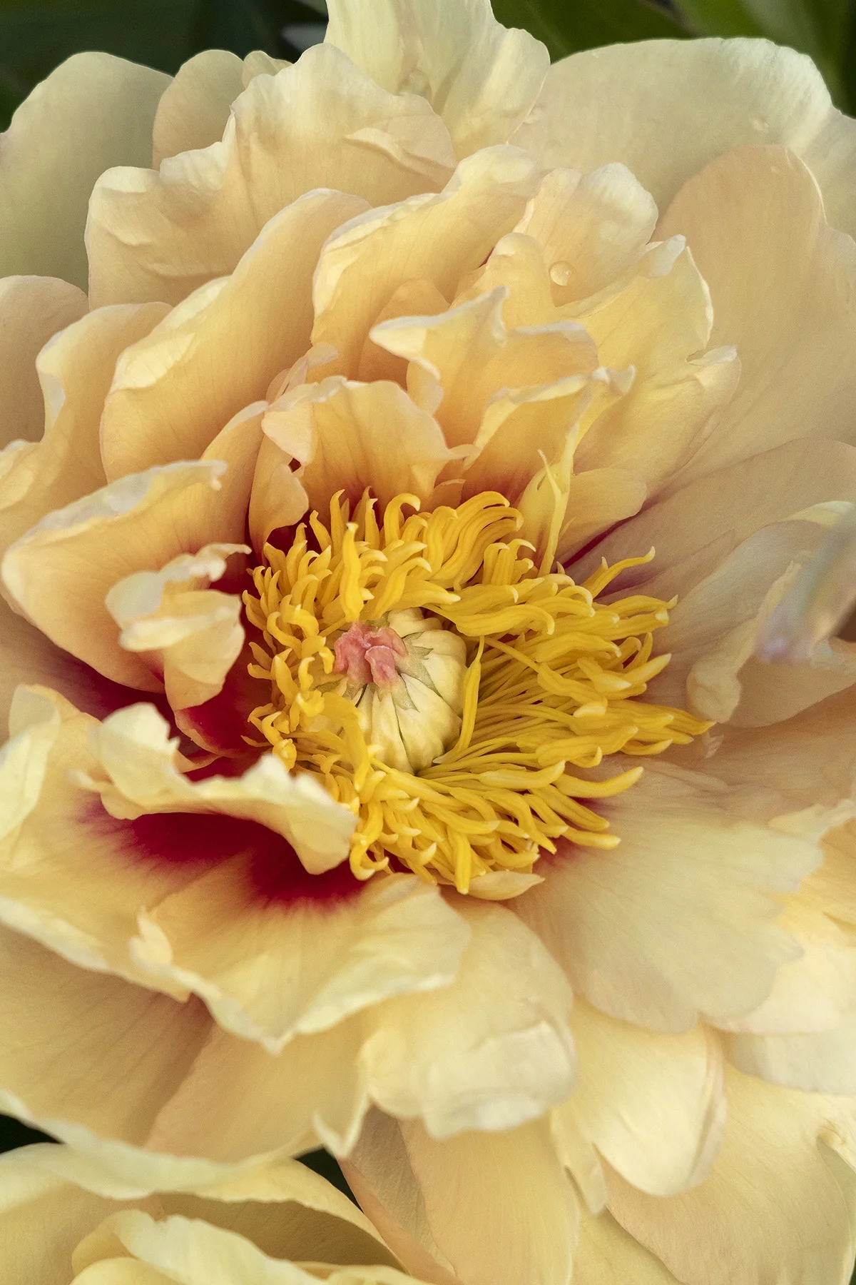 Misaka™ (Beautiful Blossom) Itoh Peony 5 Misaka™ (Beautiful Blossom) Itoh Peony