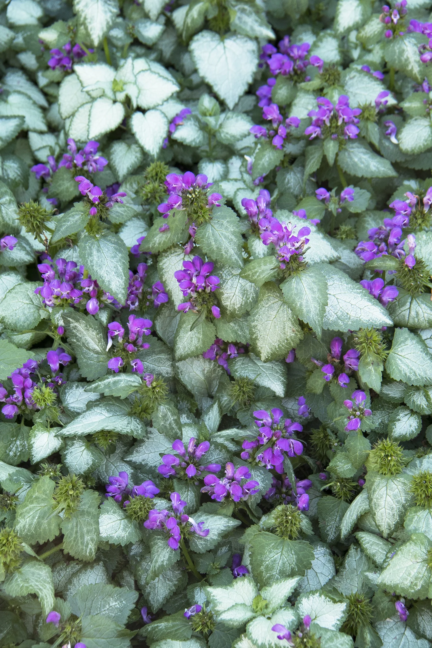 Purple Dragon Dead Nettle