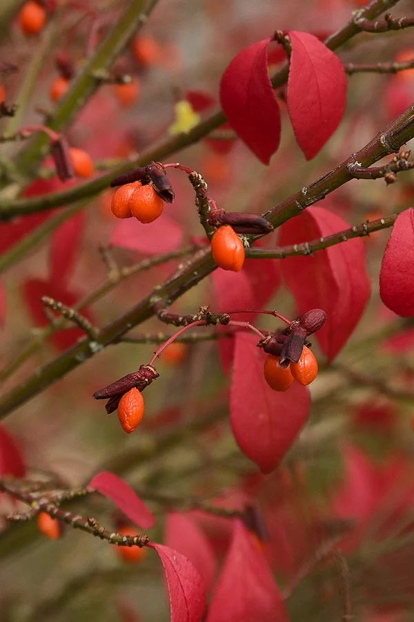 Cole's Compact Burning Bush