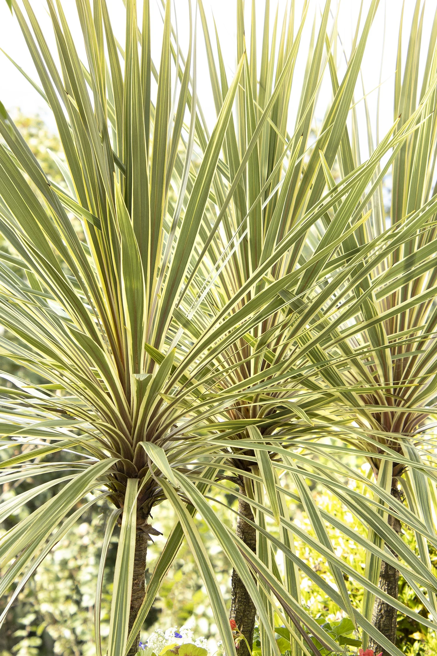 Torbay Dazzler Cordyline