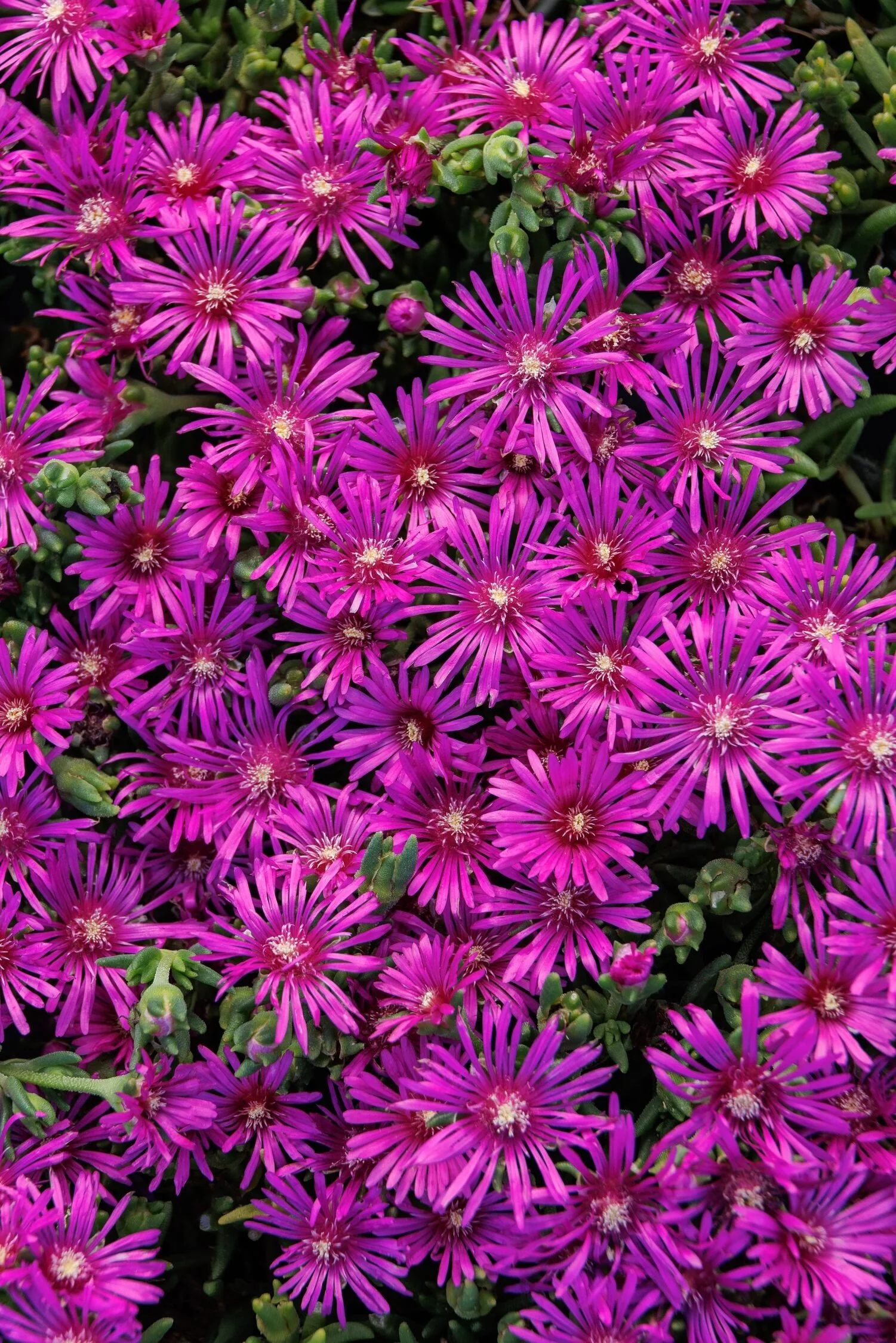 Early Bird™ Purple Ice Plant 3 Early Bird™ Purple Ice Plant
