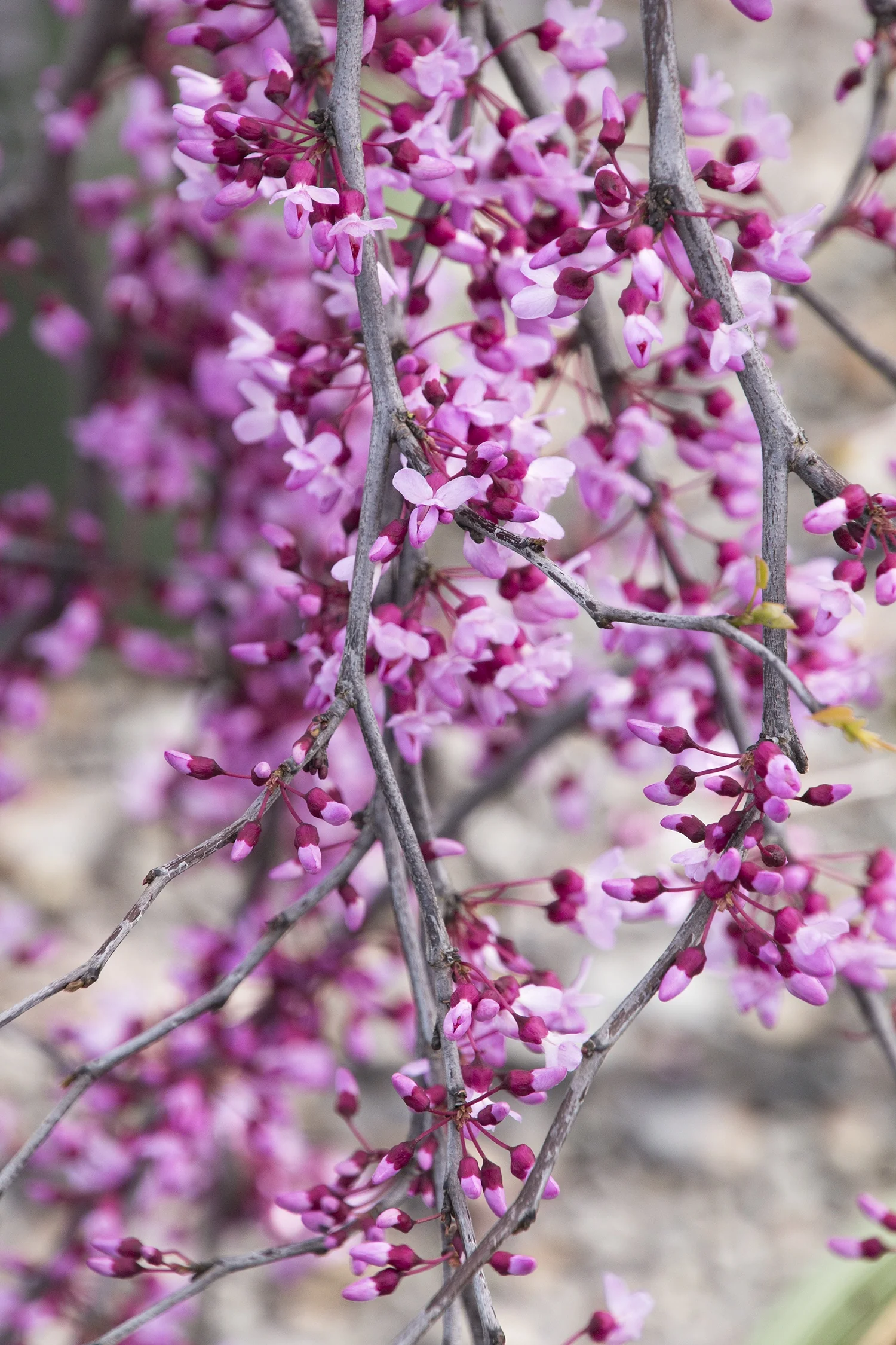 Lavender Twist® Redbud 7 Lavender Twist® Redbud
