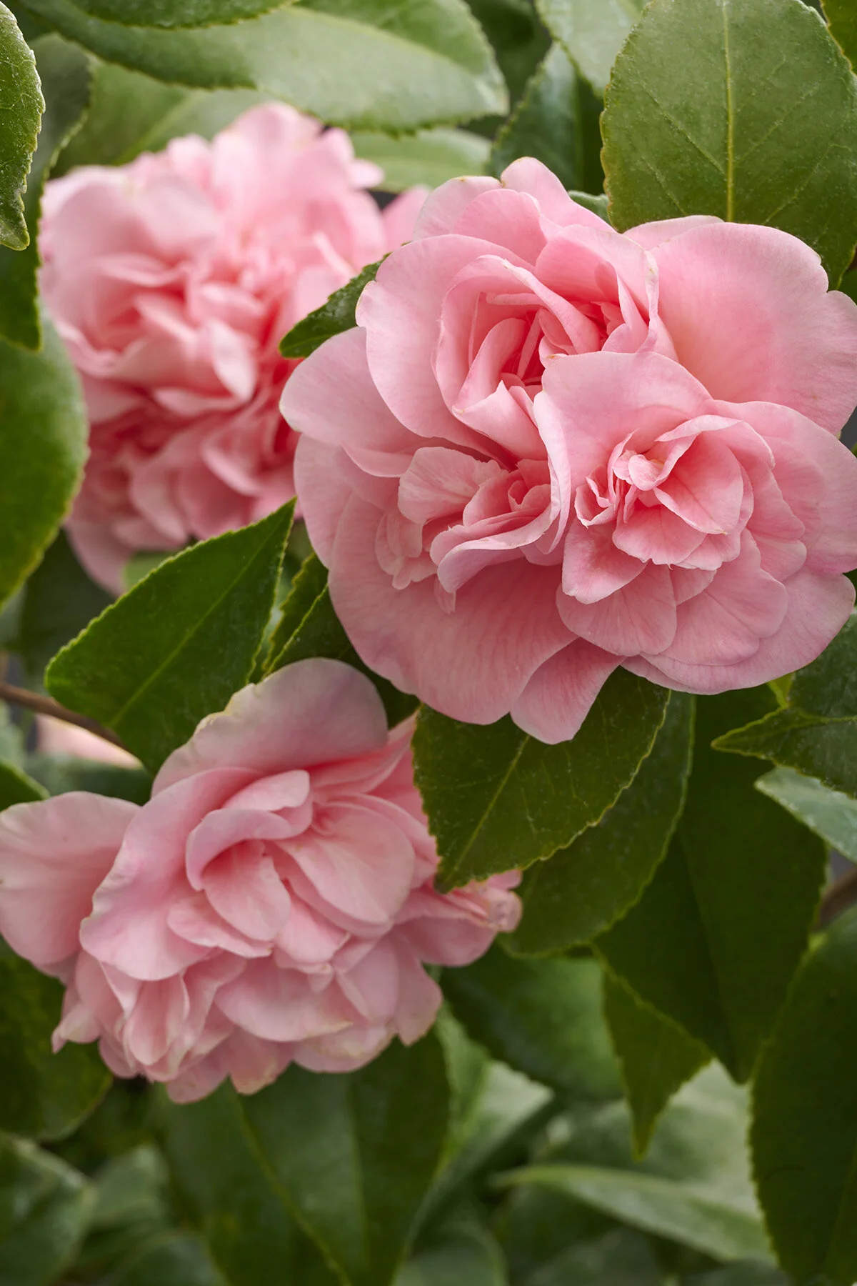 Pink Parade Camellia 1 Pink Parade Camellia