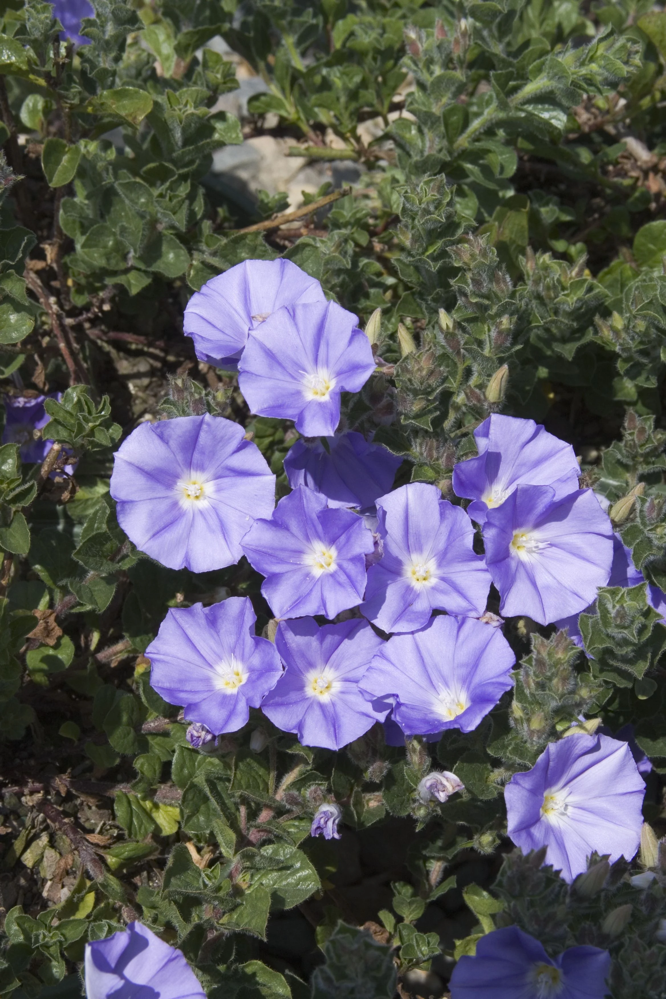 Ground Morning Glory 7 Ground Morning Glory