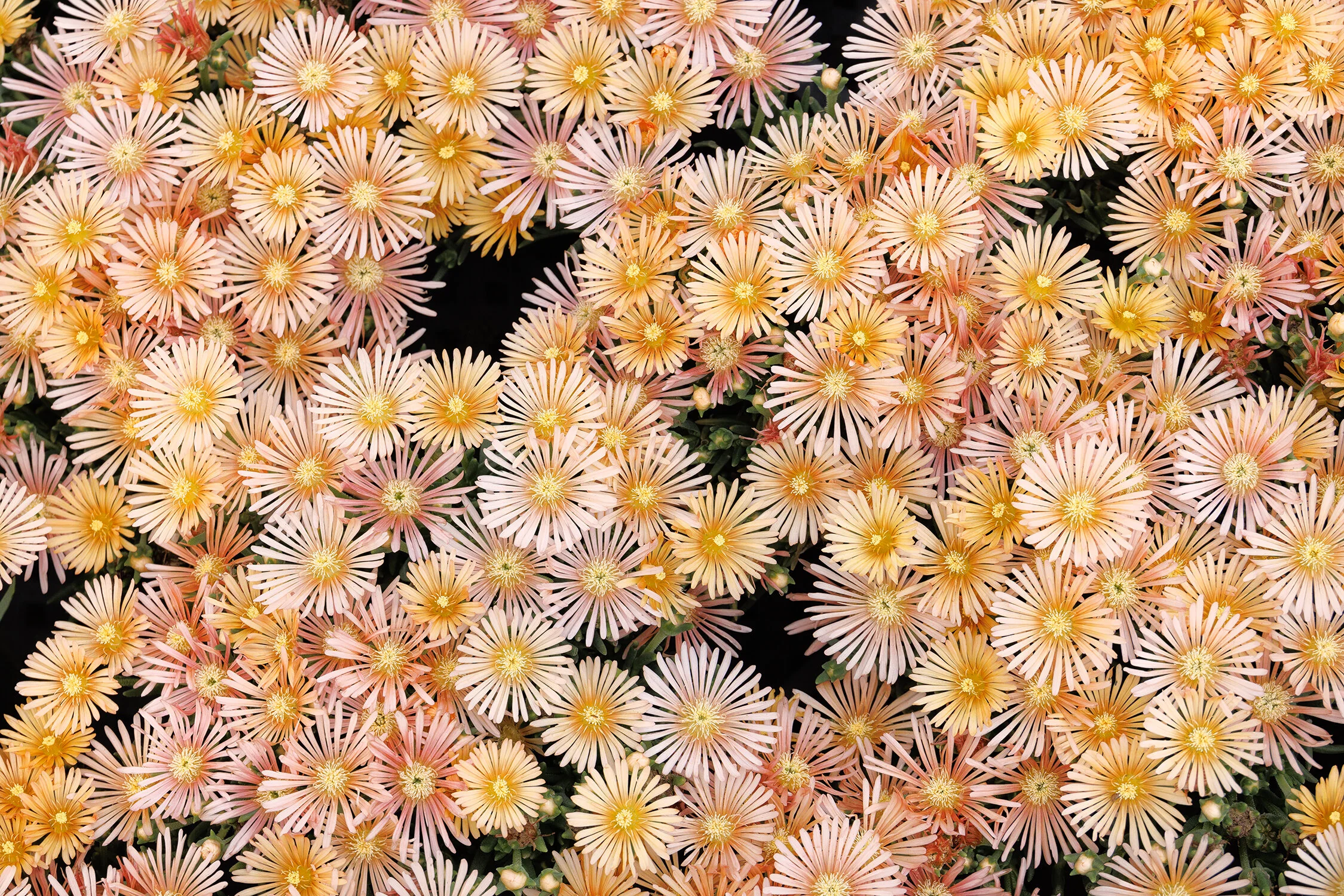Alan's Apricot Ice Plant 5 Alan's Apricot Ice Plant