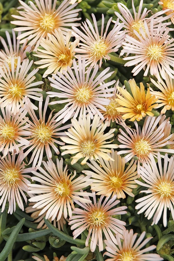 Alan's Apricot Ice Plant 2 Alan's Apricot Ice Plant