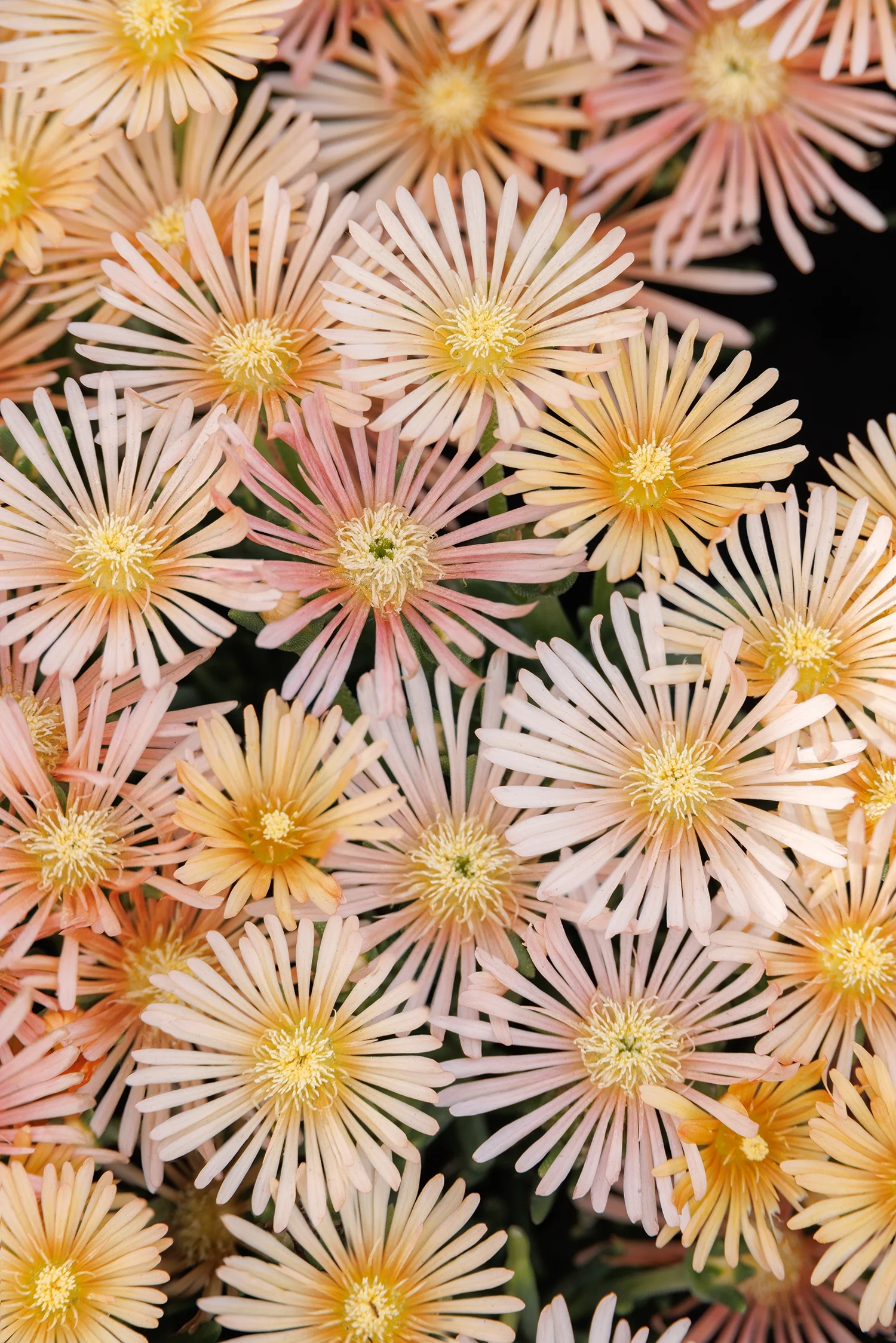 Alan's Apricot Ice Plant 3 Alan's Apricot Ice Plant