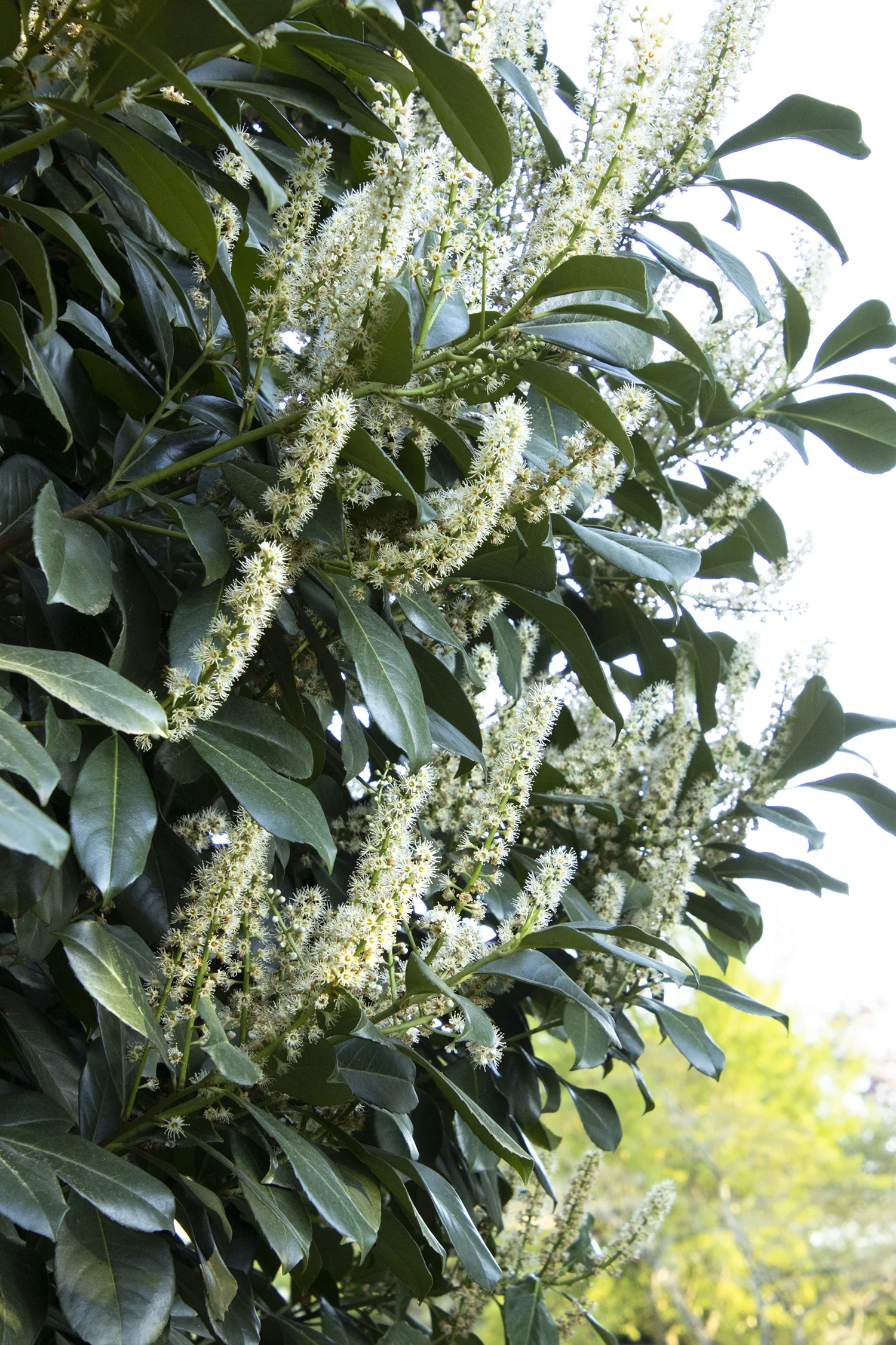 Etna English Laurel 1 Etna English Laurel