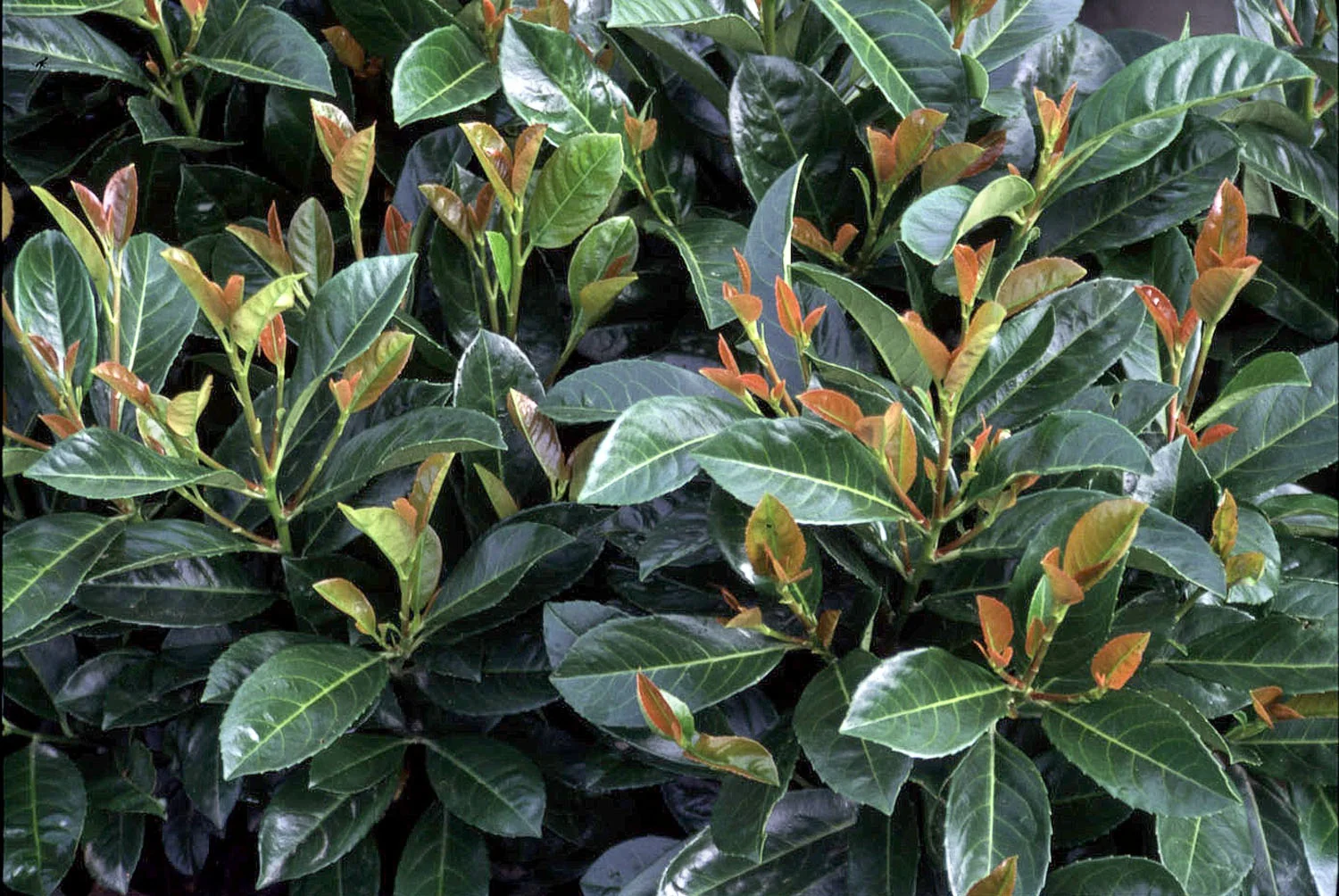 Etna English Laurel 2 Etna English Laurel