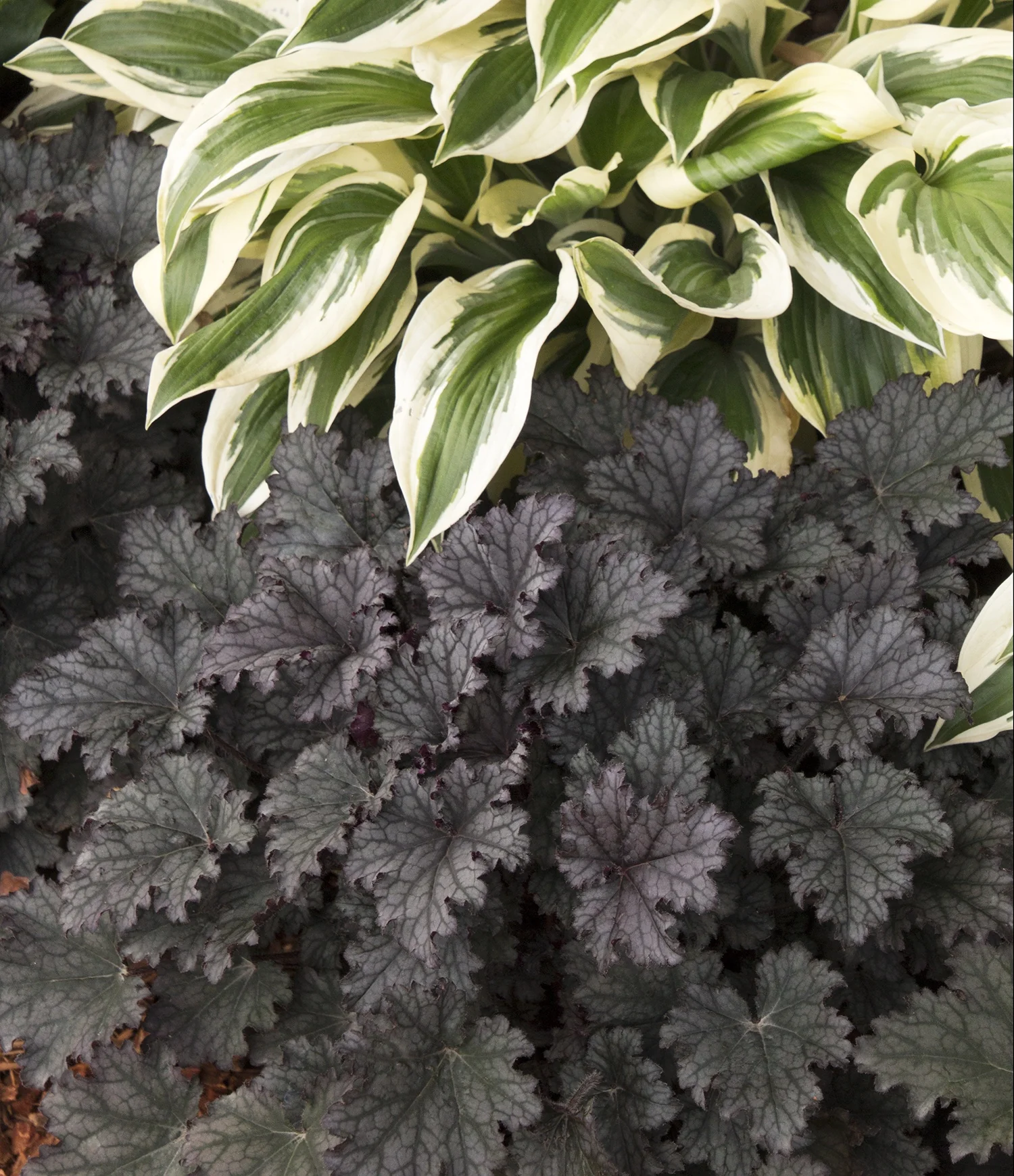 Frosted Violet Heuchera 4 Frosted Violet Heuchera