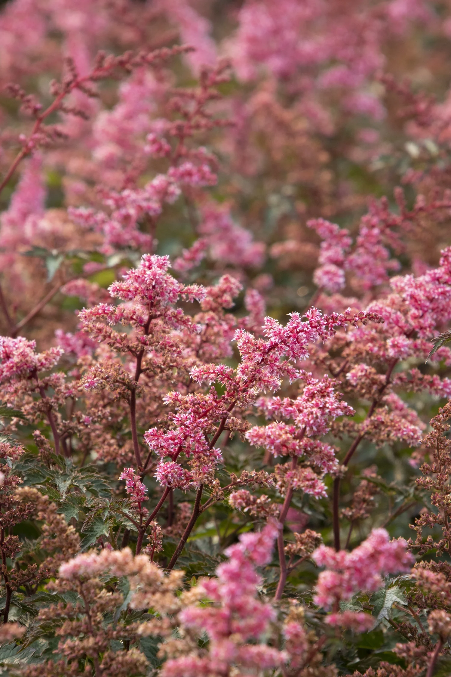 Key West Astilbe 3 Key West Astilbe