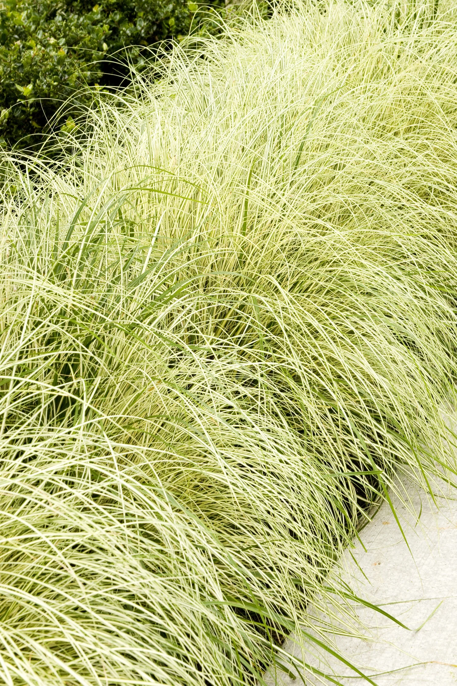 Variegated Japanese Sedge