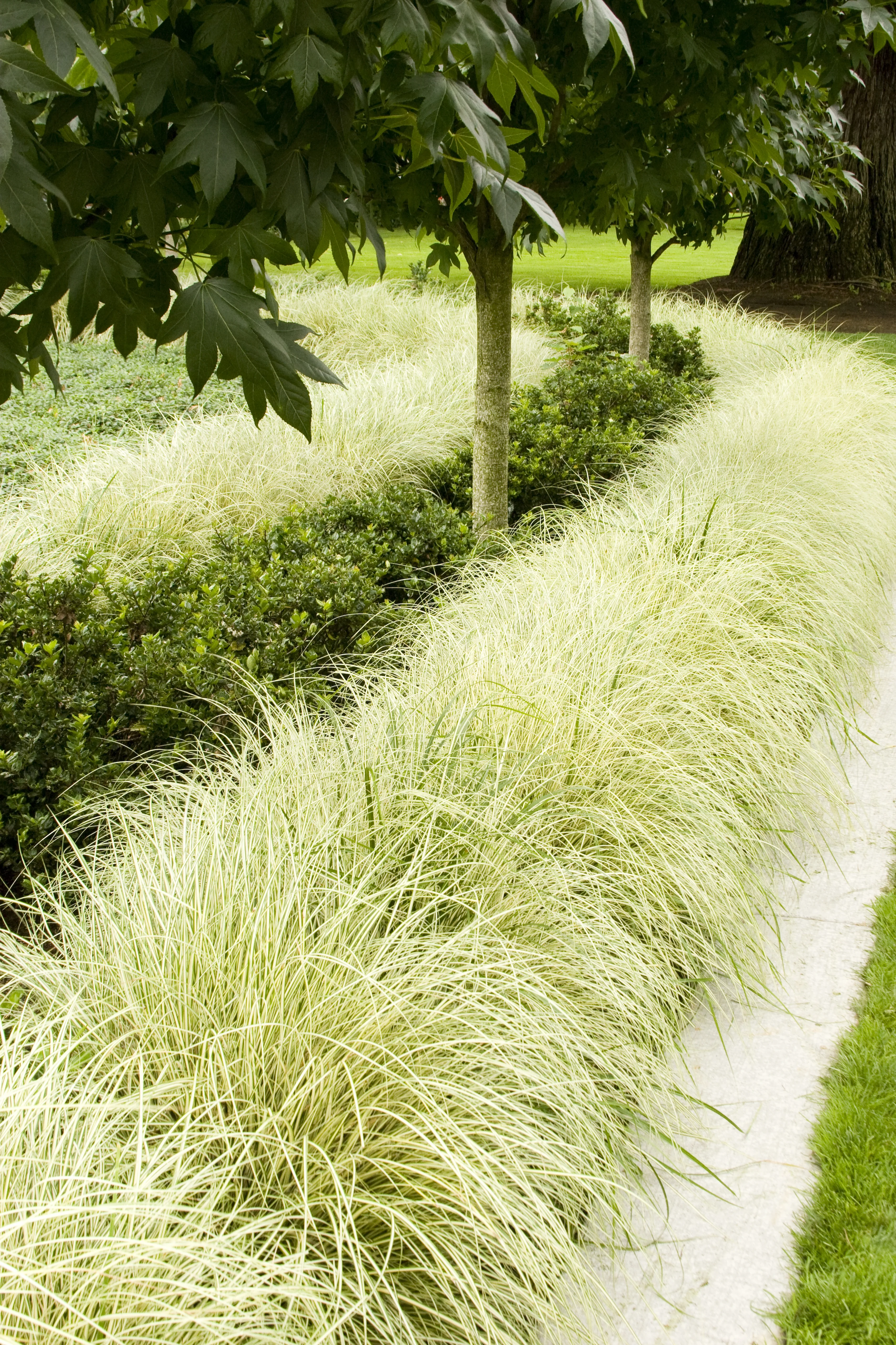 Variegated Japanese Sedge