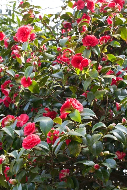 Mathotiana Supreme Camellia 11 Mathotiana Supreme Camellia