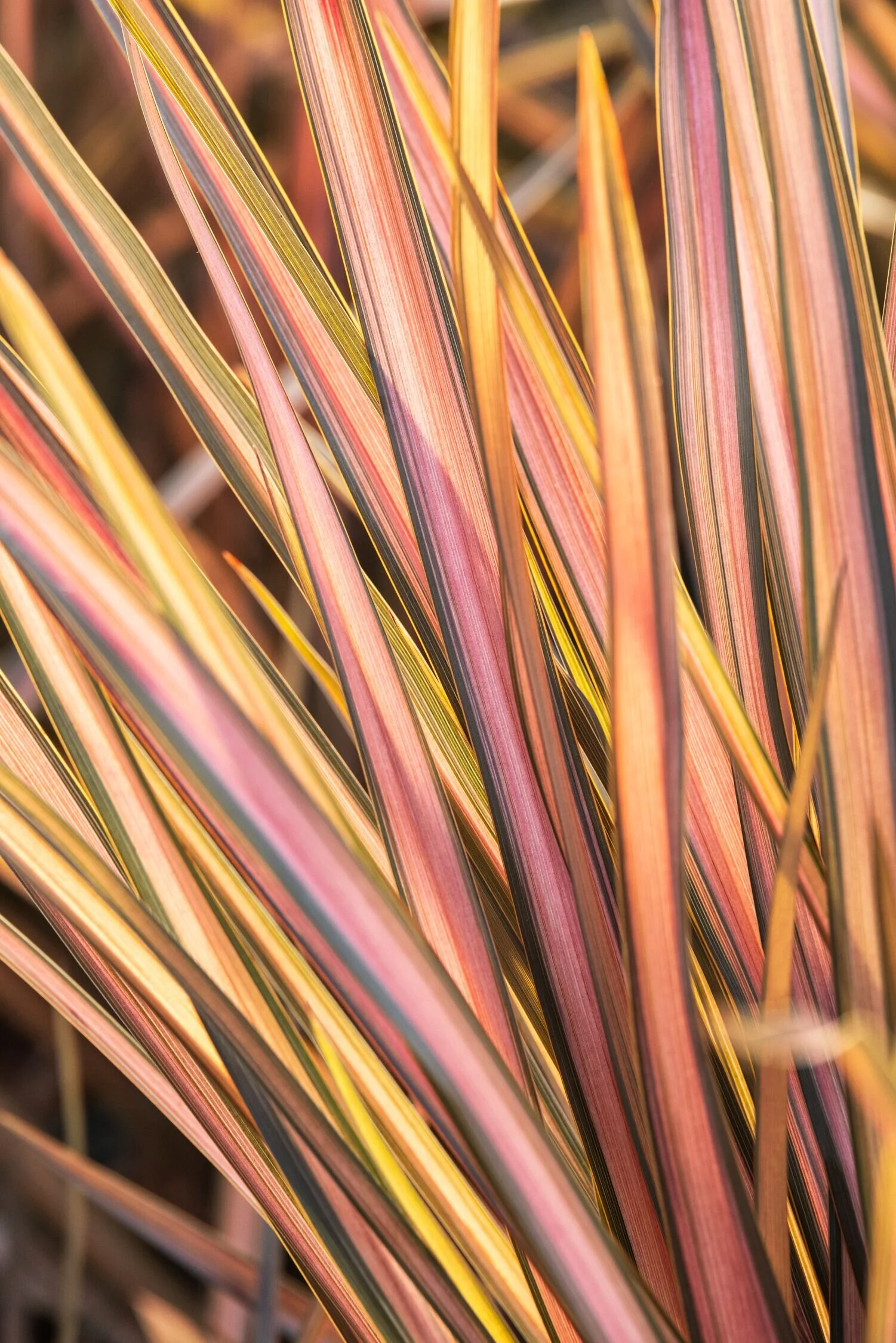 Rainbow Maiden New Zealand Flax 1 Rainbow Maiden New Zealand Flax