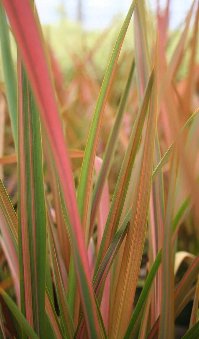 Rainbow Maiden New Zealand Flax 2 Rainbow Maiden New Zealand Flax