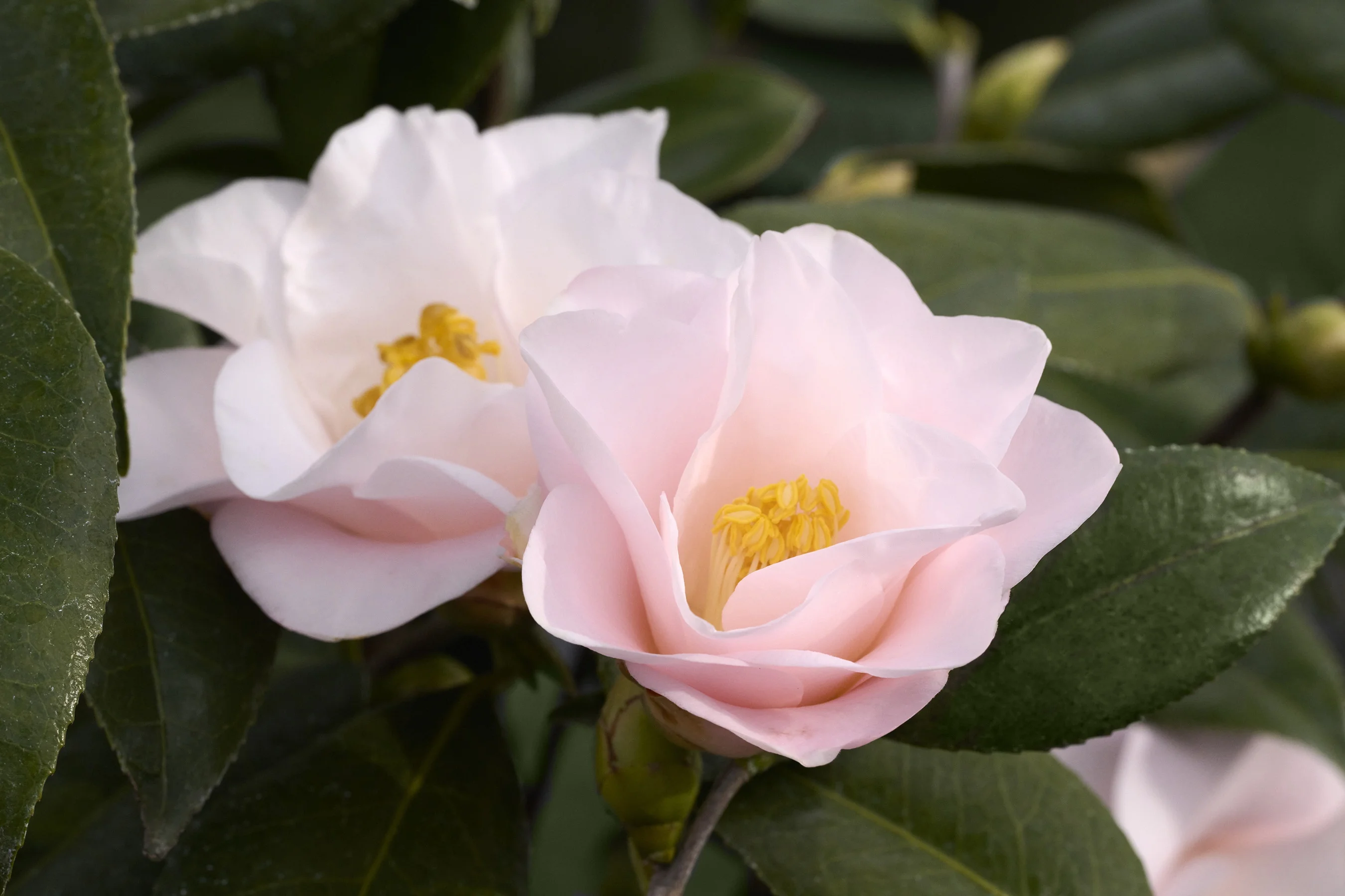 Magnoliaeflora Camellia 1 Magnoliaeflora Camellia