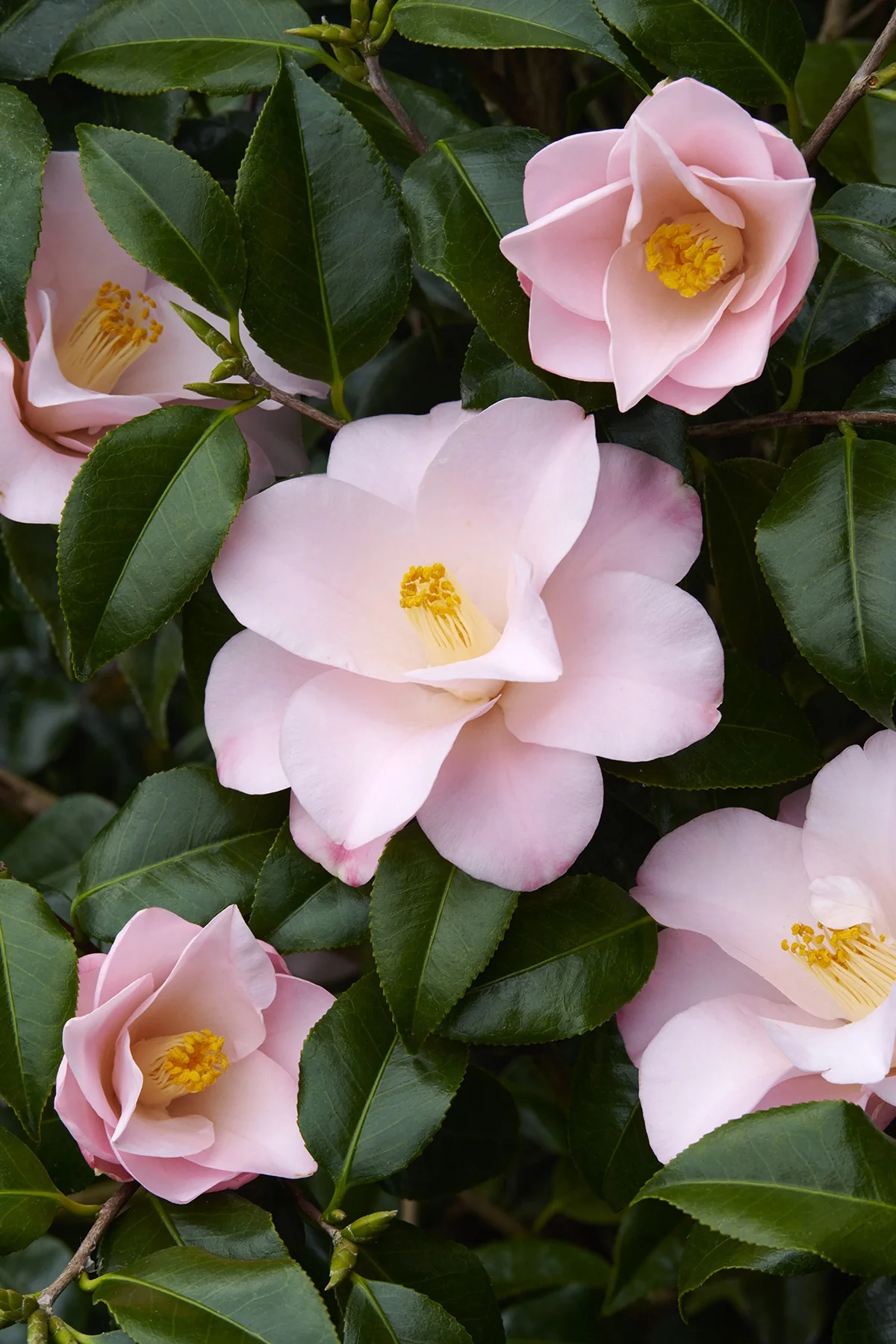 Magnoliaeflora Camellia 2 Magnoliaeflora Camellia