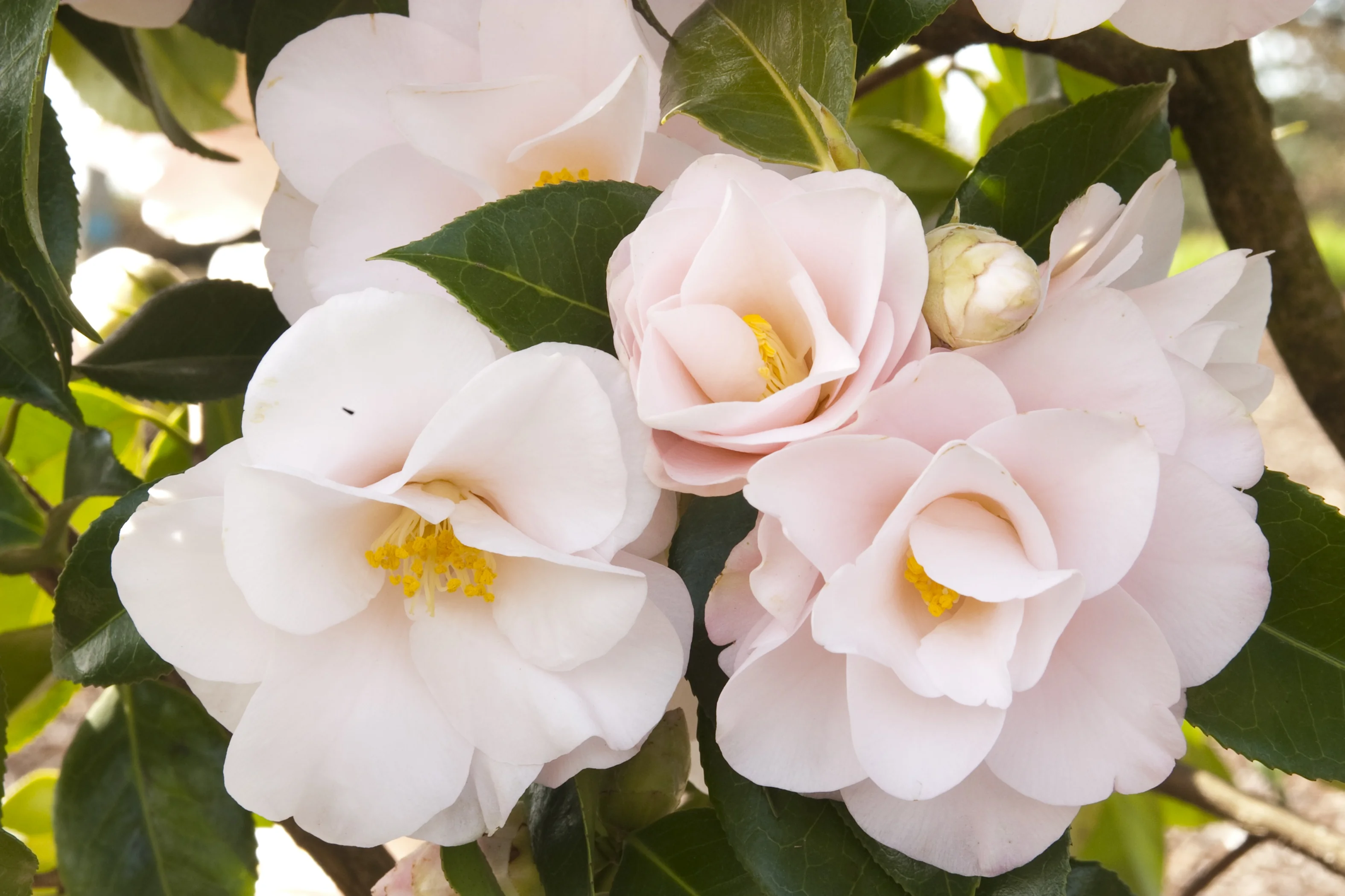 Magnoliaeflora Camellia 4 Magnoliaeflora Camellia