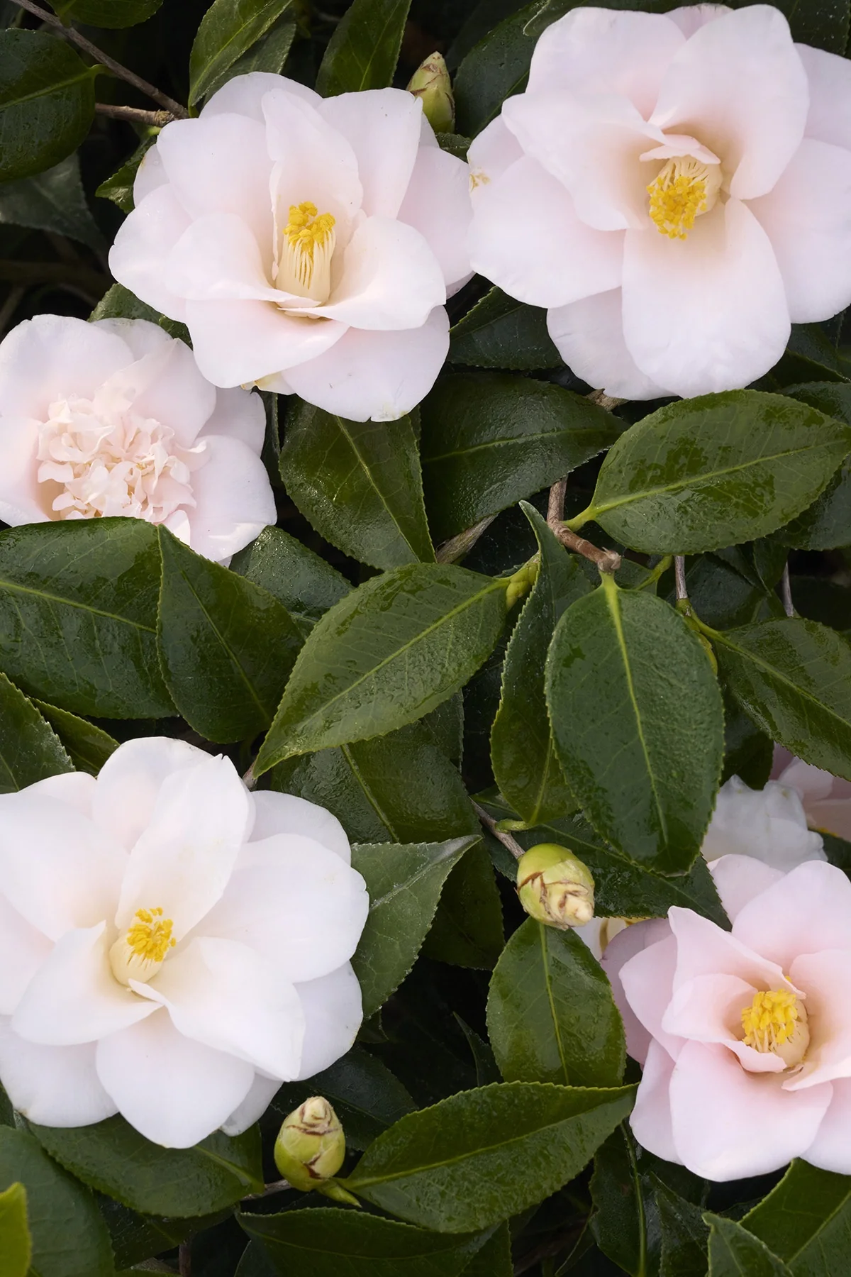 Magnoliaeflora Camellia 5 Magnoliaeflora Camellia